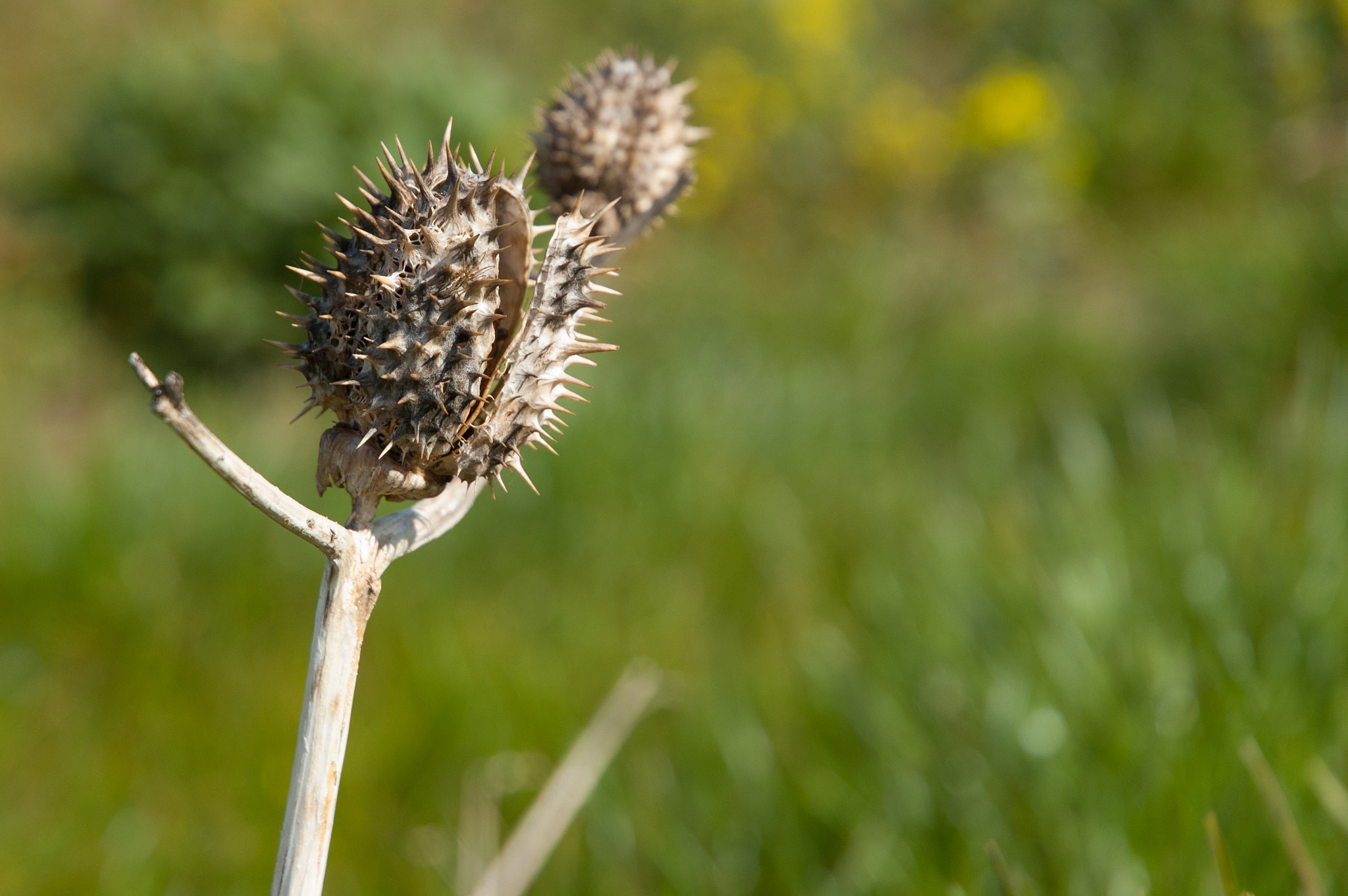 Nikon D50 sample photo. Thistle photography