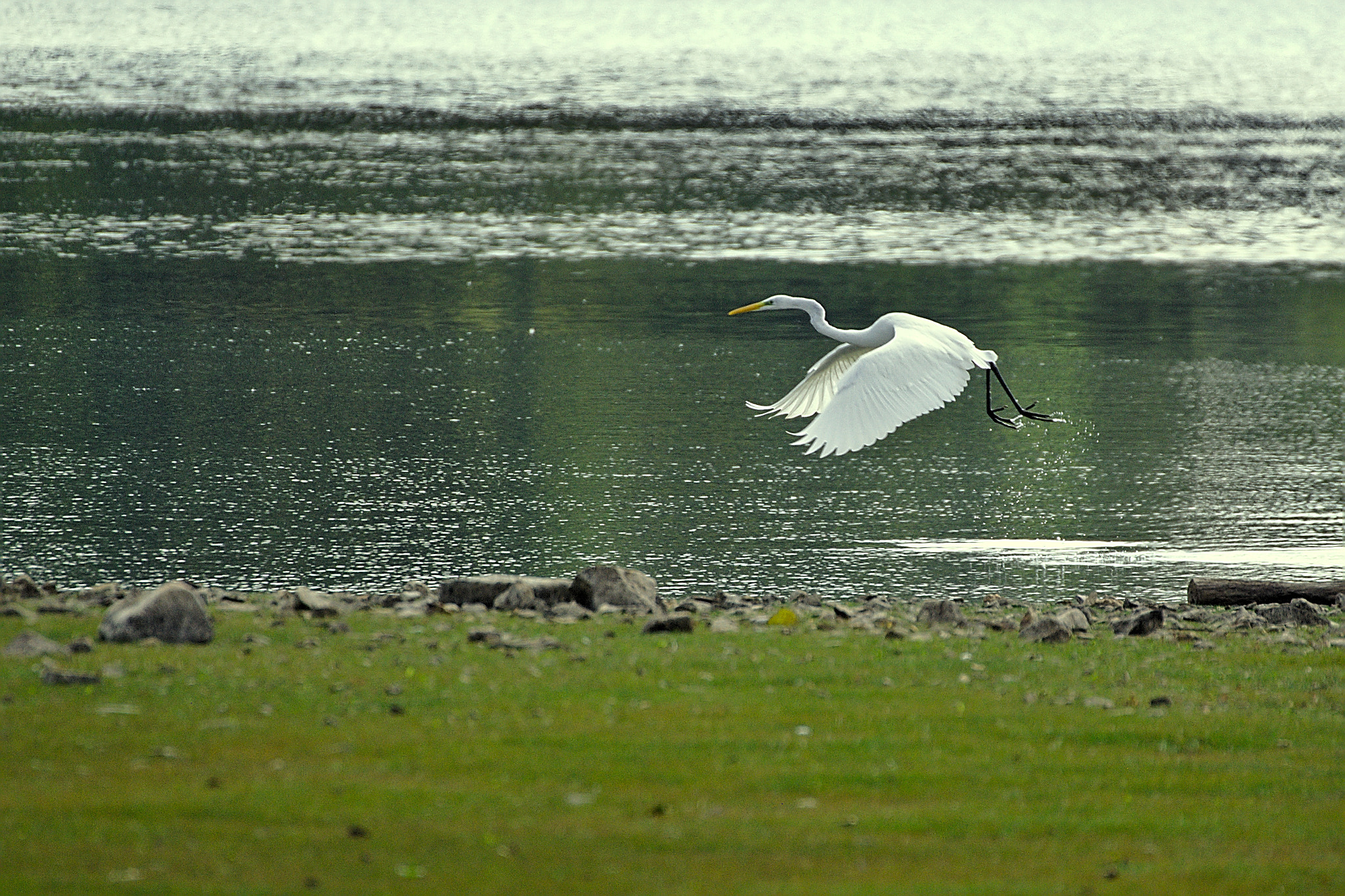 Nikon D40X sample photo. Grande aigrette photography