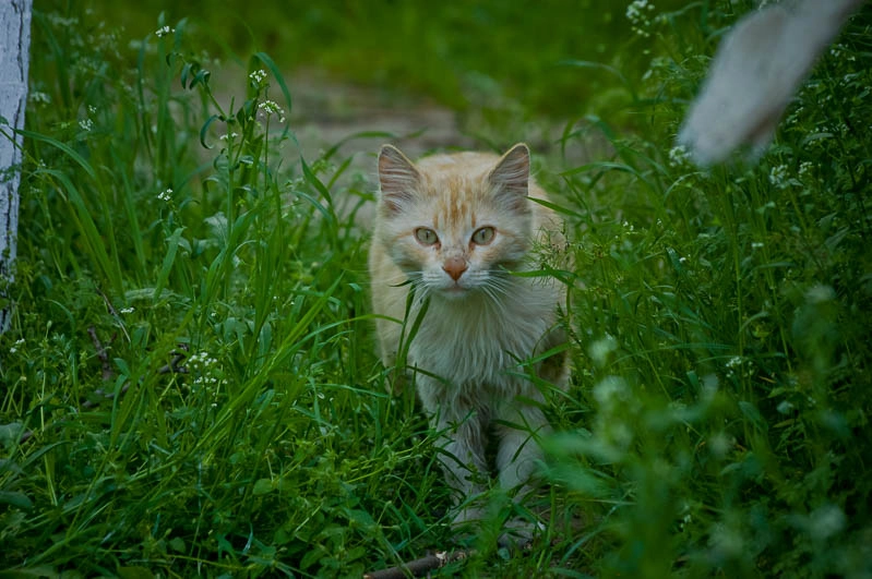 Sigma 70-300mm F4-5.6 APO DG Macro sample photo. Kerch cats / керченские коты photography