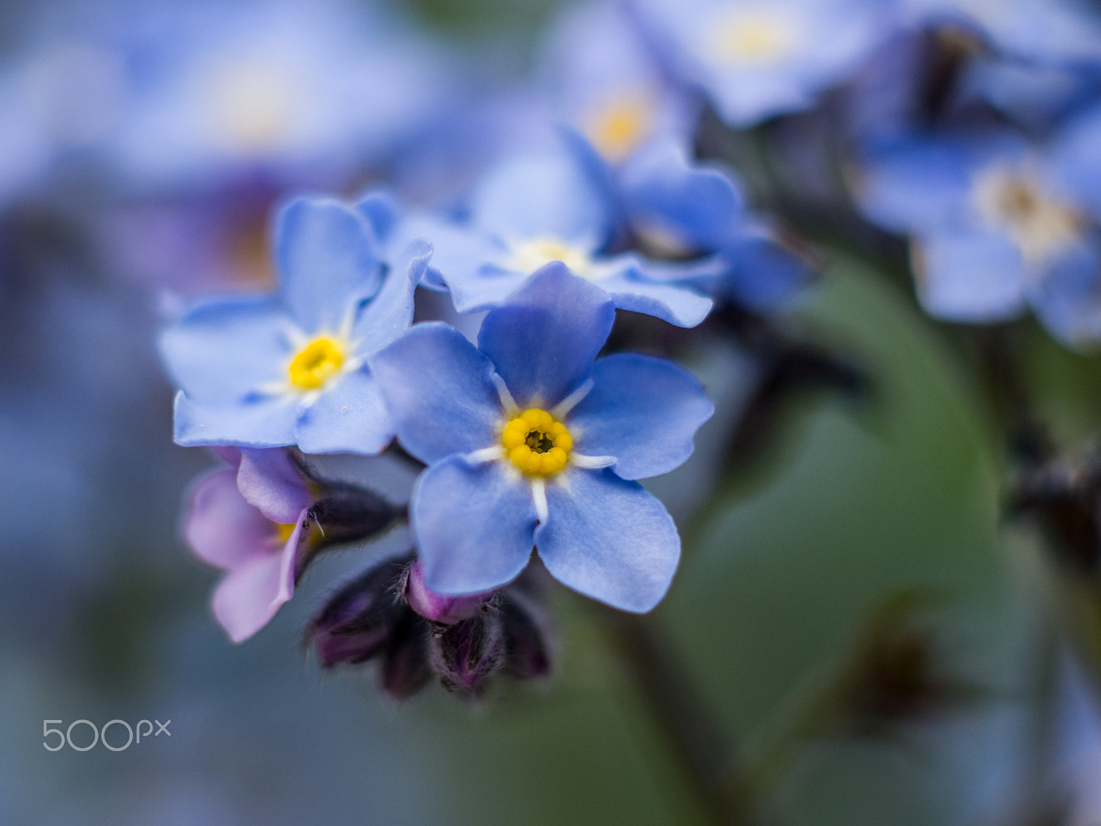 Olympus OM-D E-M10 + Sigma 60mm F2.8 DN Art sample photo. Blue flower photography