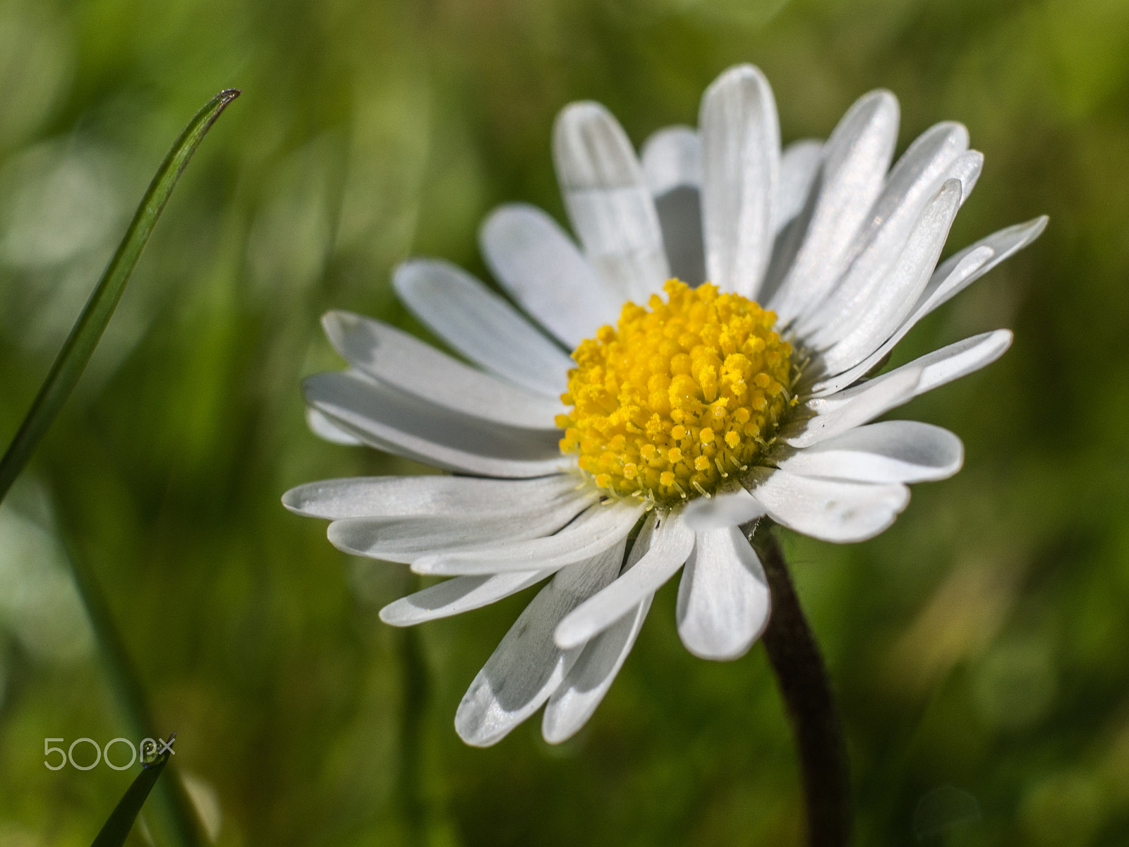 Olympus OM-D E-M10 + Sigma 60mm F2.8 DN Art sample photo. Little daisy photography