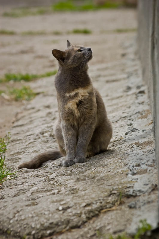 Sigma 70-300mm F4-5.6 APO DG Macro sample photo. Kerch cats / керченские коты photography