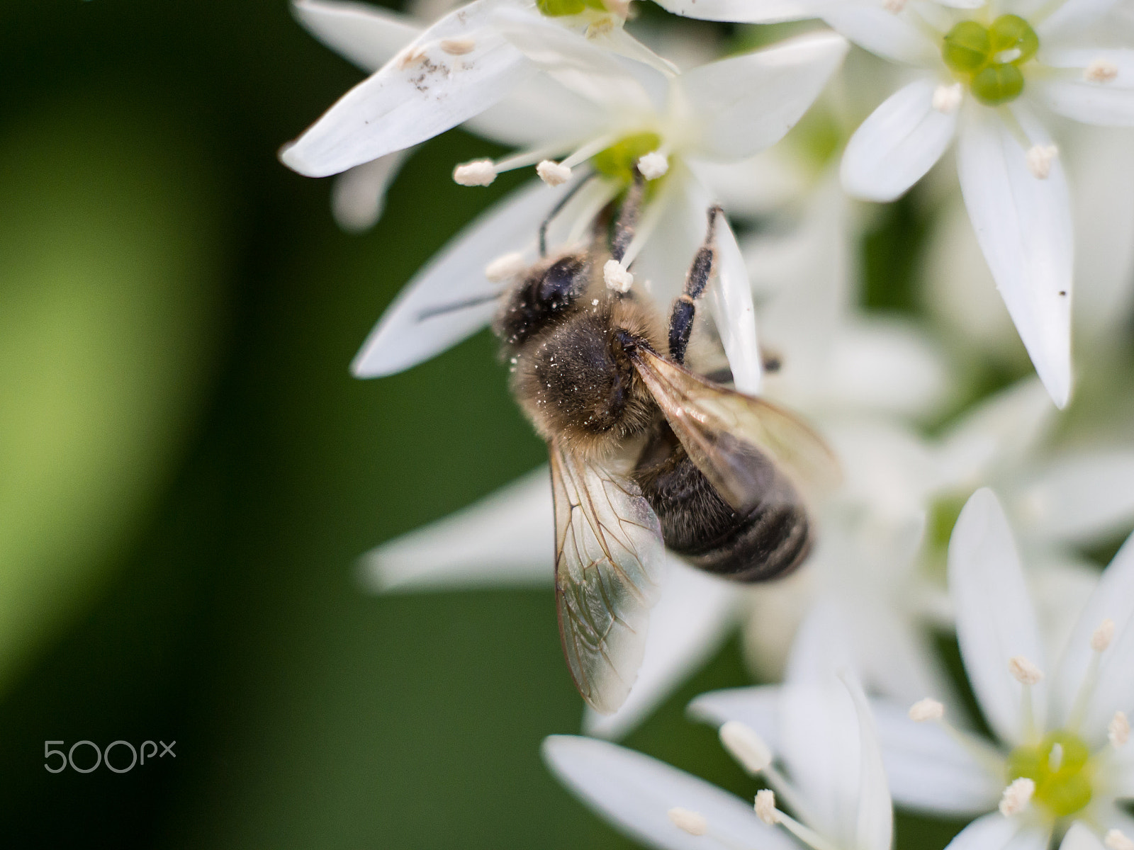 Olympus OM-D E-M10 + Sigma 60mm F2.8 DN Art sample photo. Honeybee photography