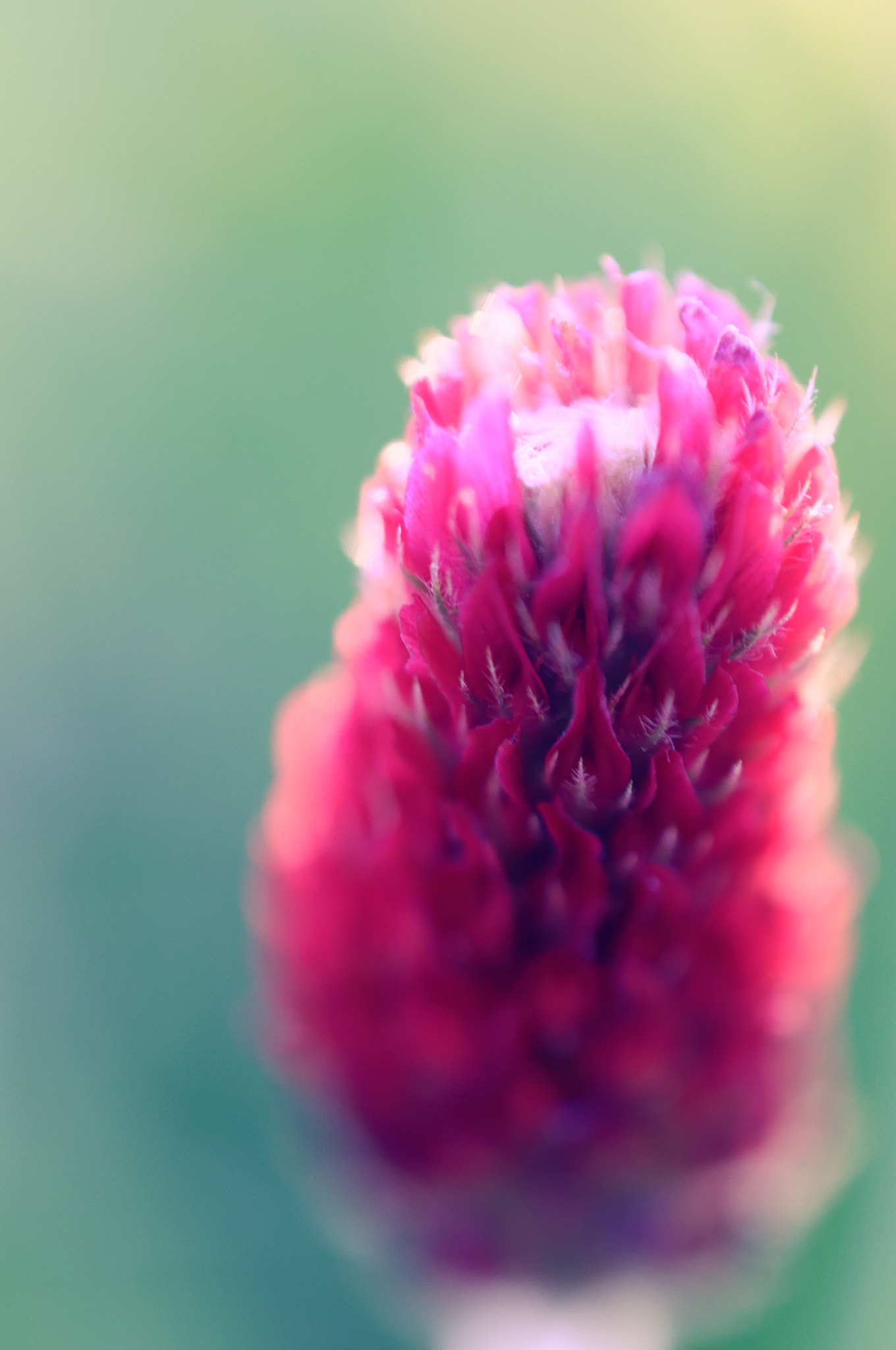 Nikon AF-S DX Micro Nikkor 40mm F2.8 sample photo. Red clover photography