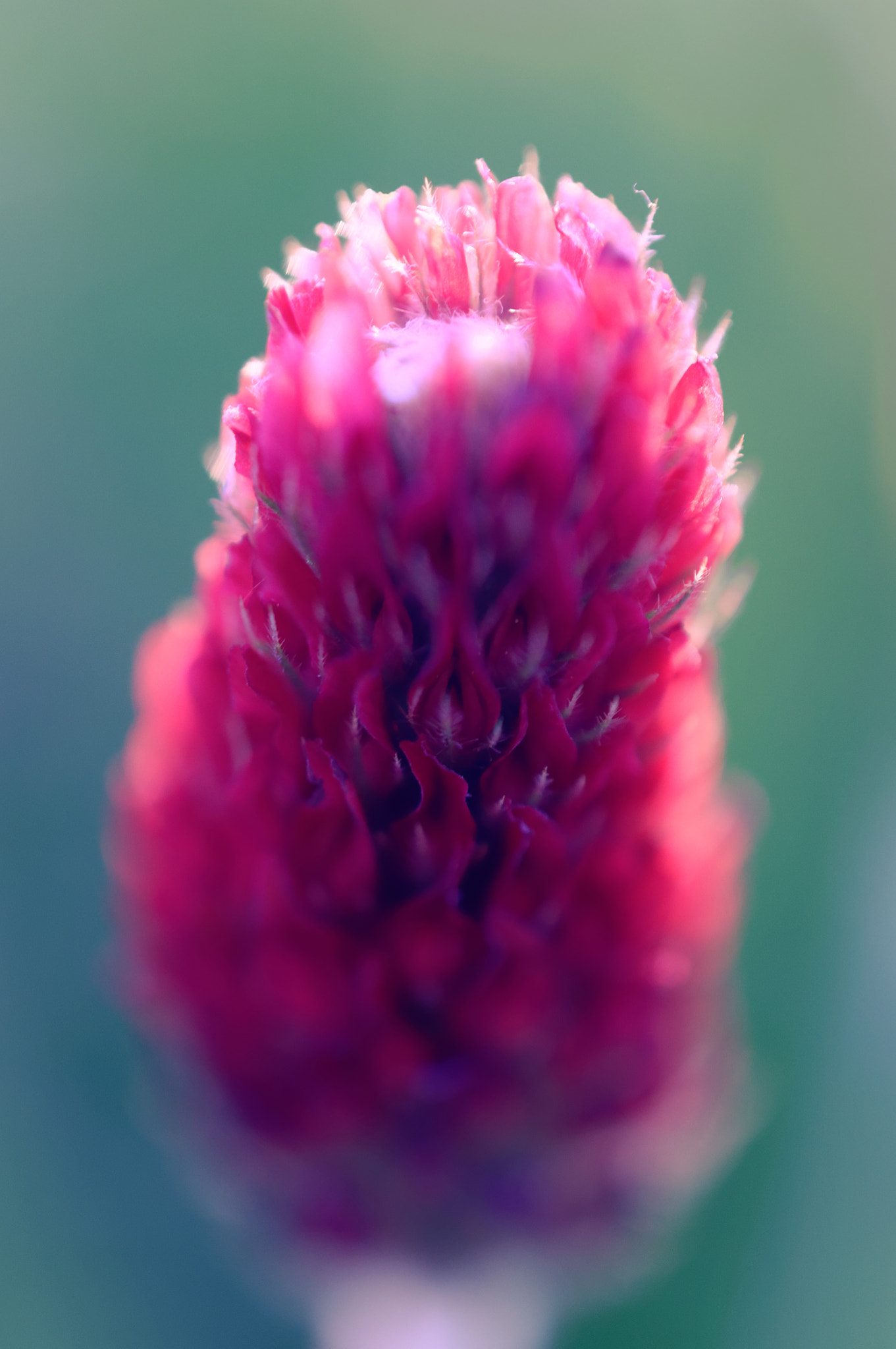 Nikon AF-S DX Micro Nikkor 40mm F2.8 sample photo. Red clover photography