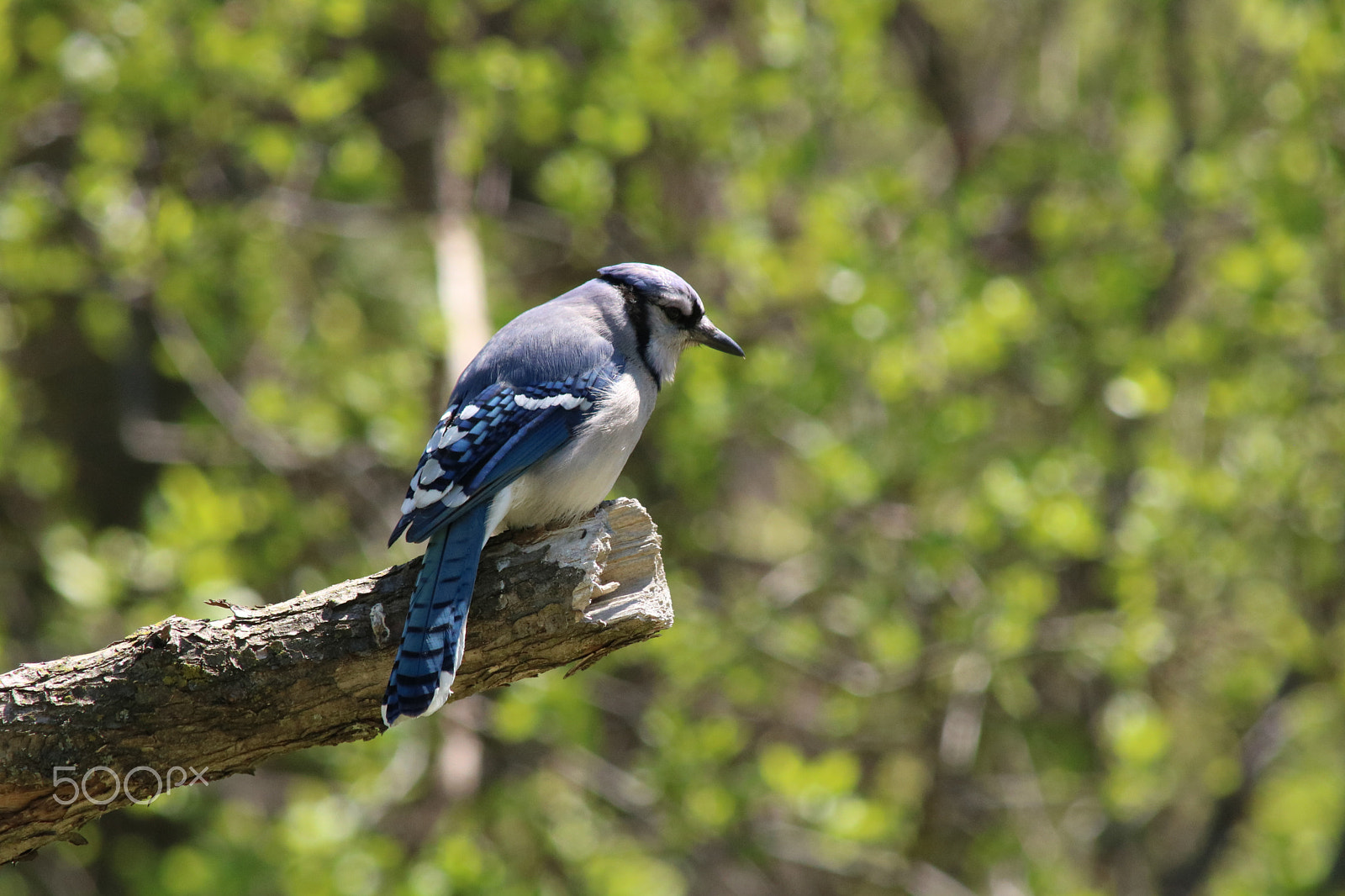 Canon EOS 750D (EOS Rebel T6i / EOS Kiss X8i) + Canon EF 70-200mm F2.8L USM sample photo. Blue jay photography