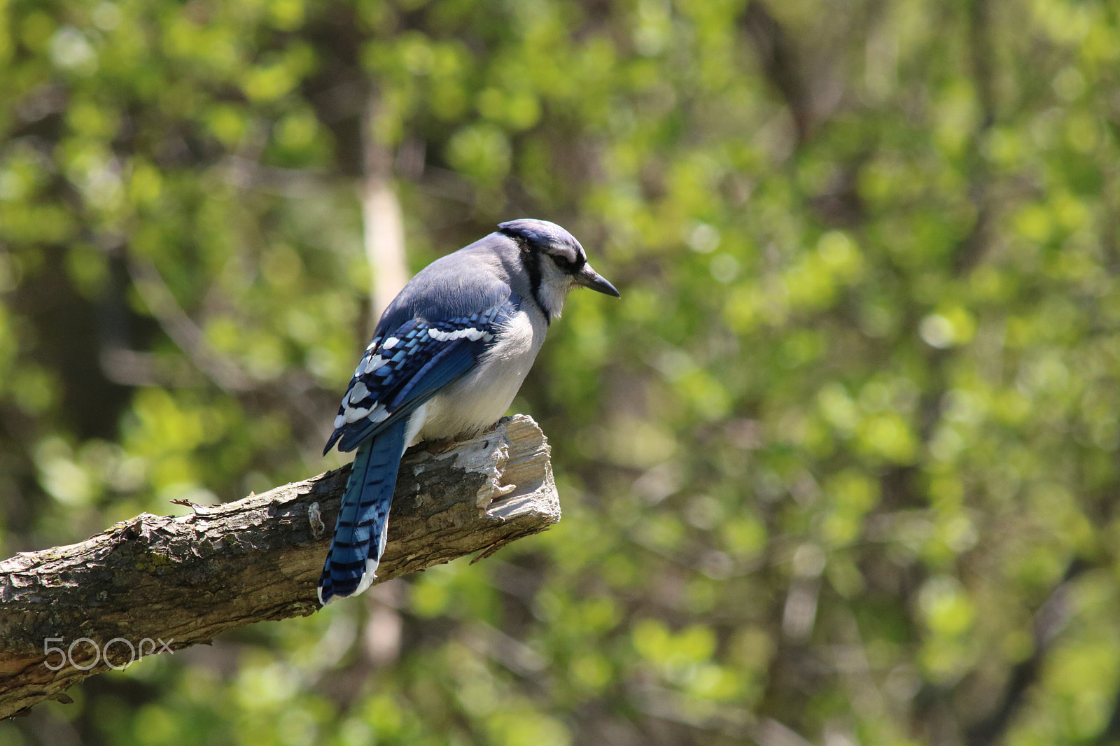 Canon EF 70-200mm F2.8L USM sample photo. Blue jay photography