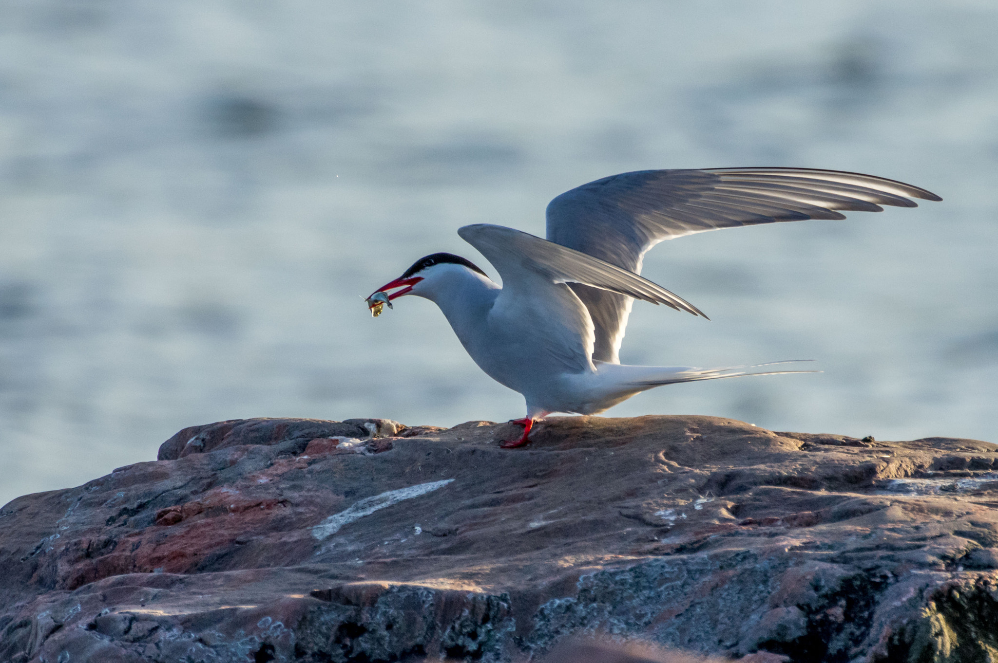 Pentax K-3 + Pentax D FA 150-450mm F4.5-5.6 ED DC AW sample photo. Common tern photography