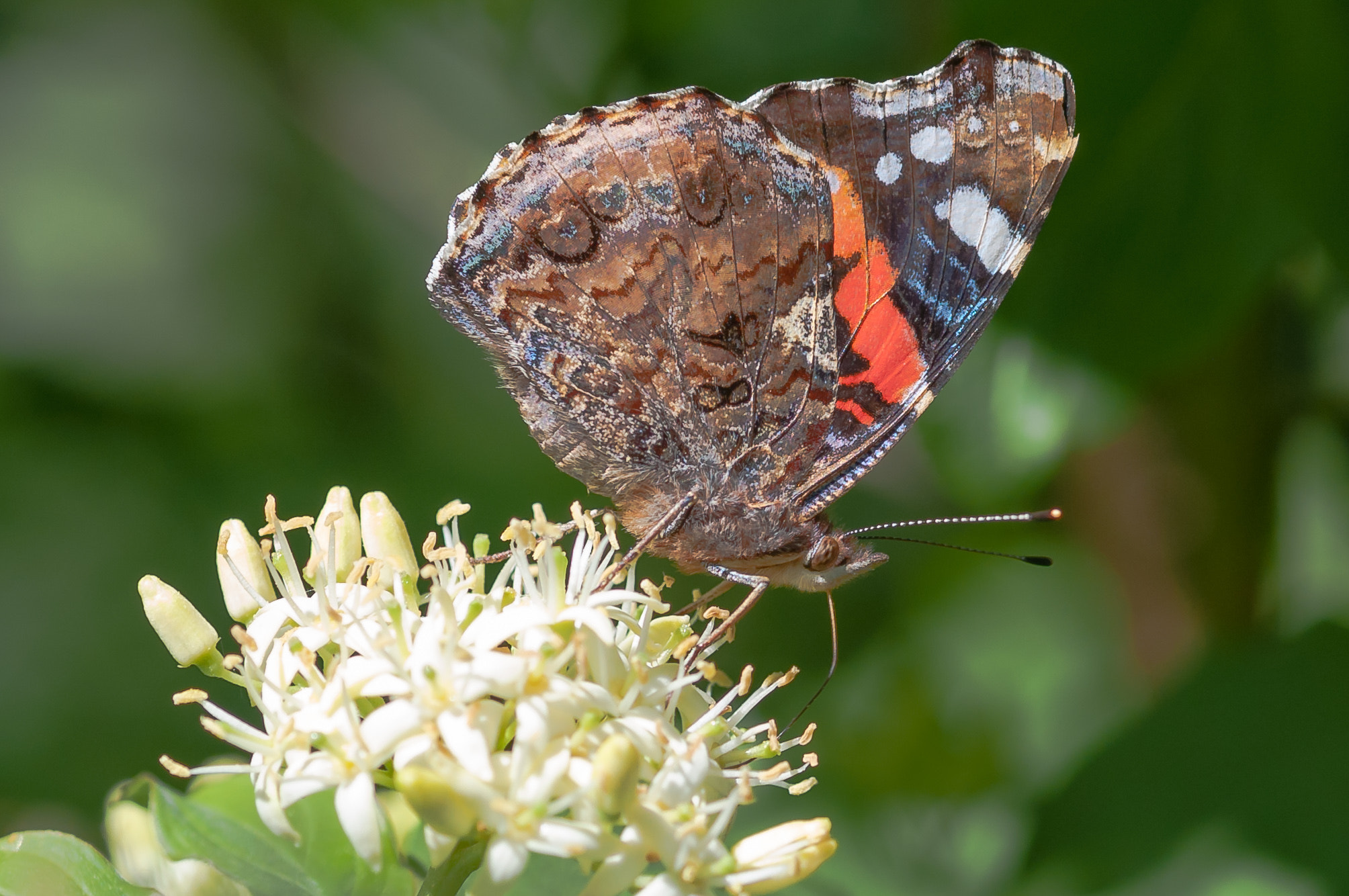 Sigma 105mm F2.8 EX DG OS HSM sample photo. Butterfly photography