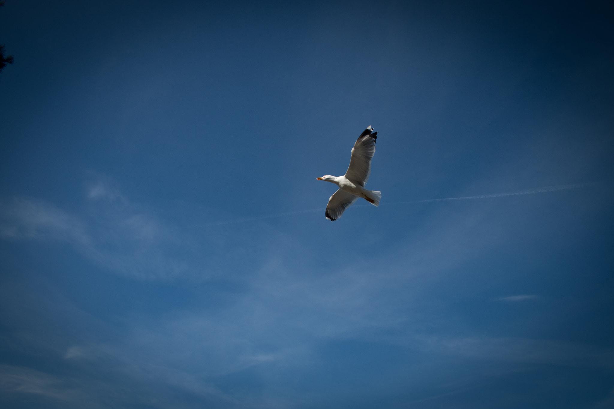 Canon EF-S 18-55mm F3.5-5.6 sample photo. Sea gulf photography