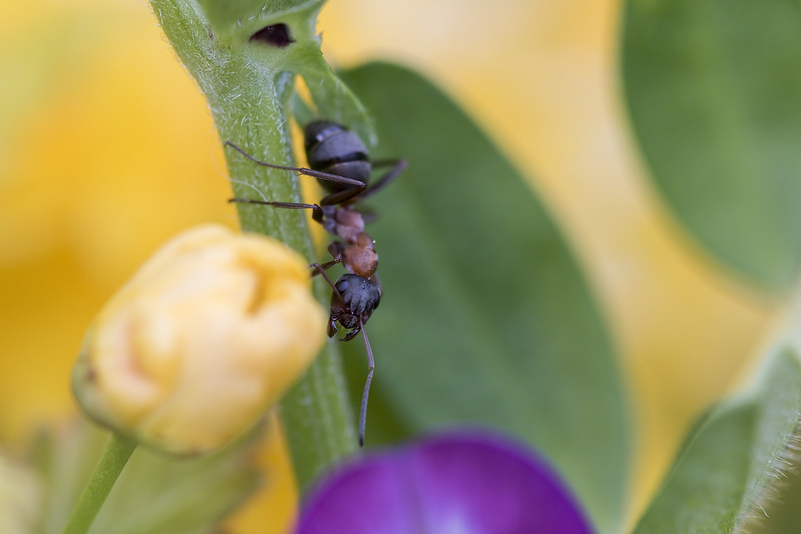 Tamron SP AF 180mm F3.5 Di LD (IF) Macro sample photo. Fourmi photography