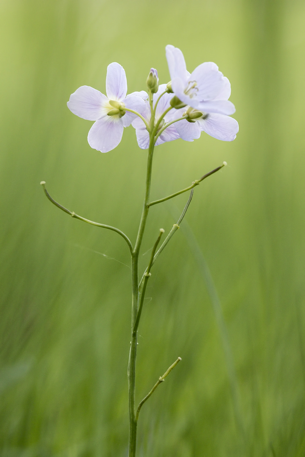 Tamron SP AF 180mm F3.5 Di LD (IF) Macro sample photo. Cardamine photography