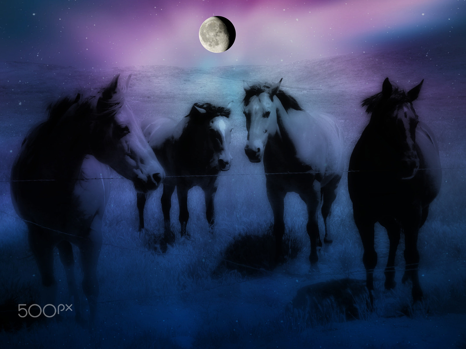 Olympus SZ-12 sample photo. Wild horses photography