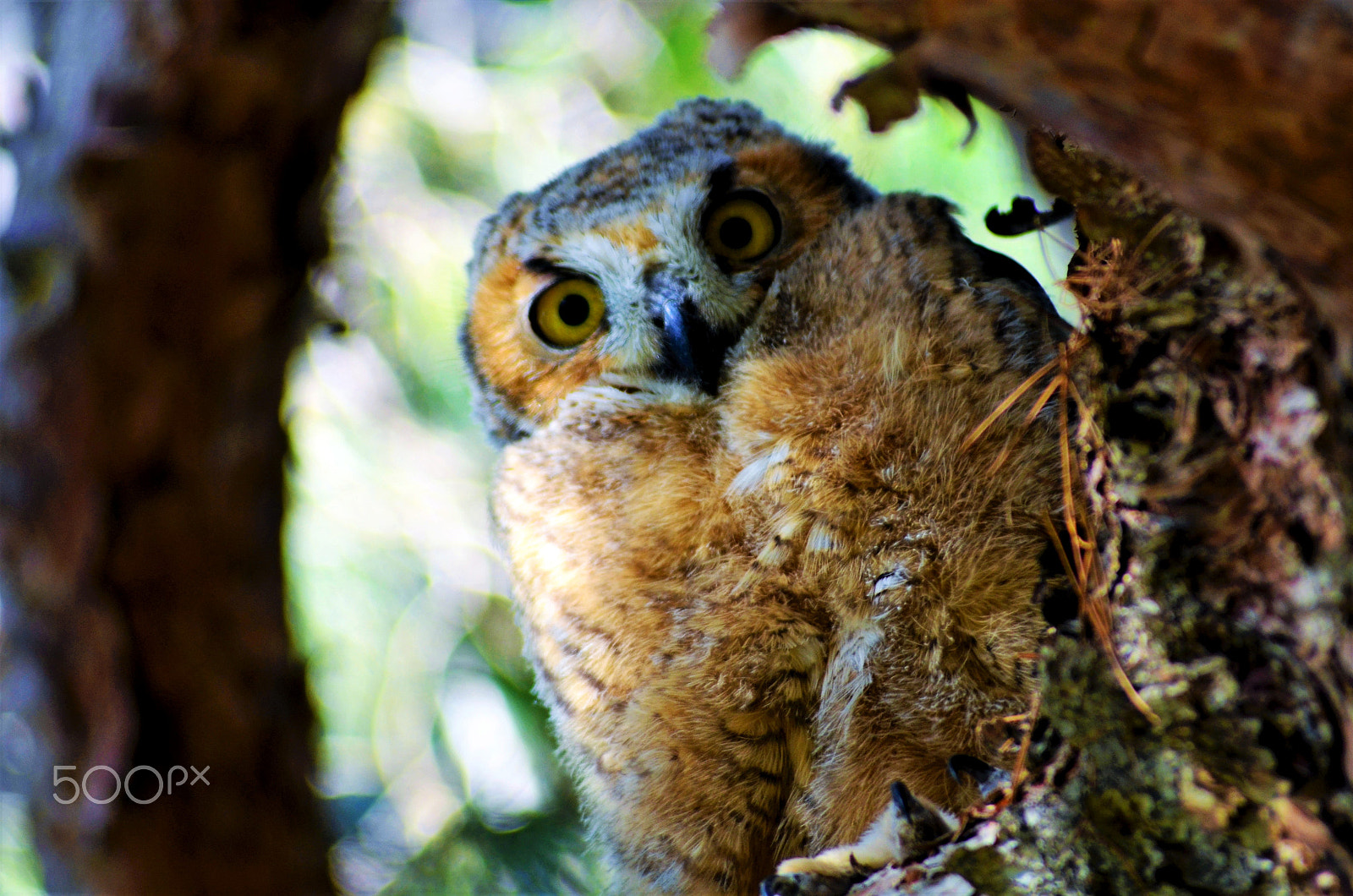 Sigma 70-300mm F4-5.6 APO Macro Super II sample photo. Baby owl portrait photography