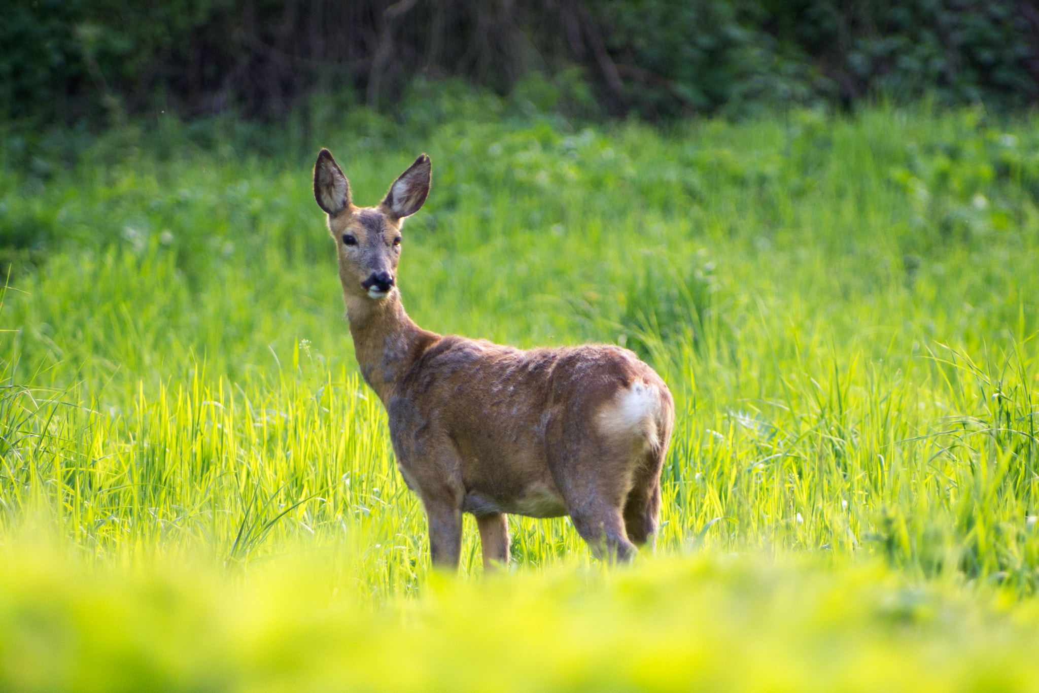 Pentax K-5 + Pentax smc DA* 60-250mm F4.0 ED (IF) SDM sample photo. A young doe photography