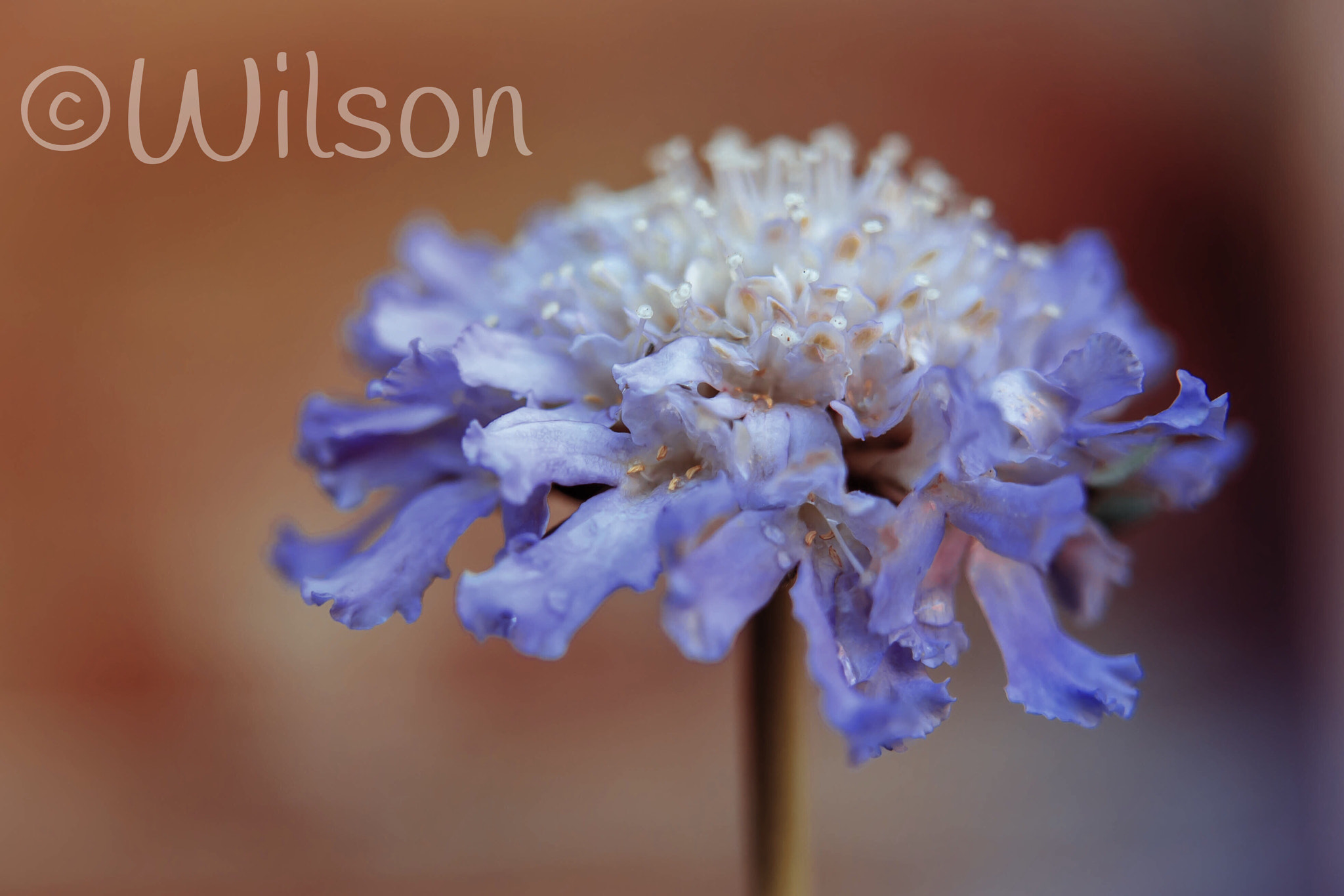 Nikon AF-S DX Micro Nikkor 40mm F2.8 sample photo. Delicate floral photography