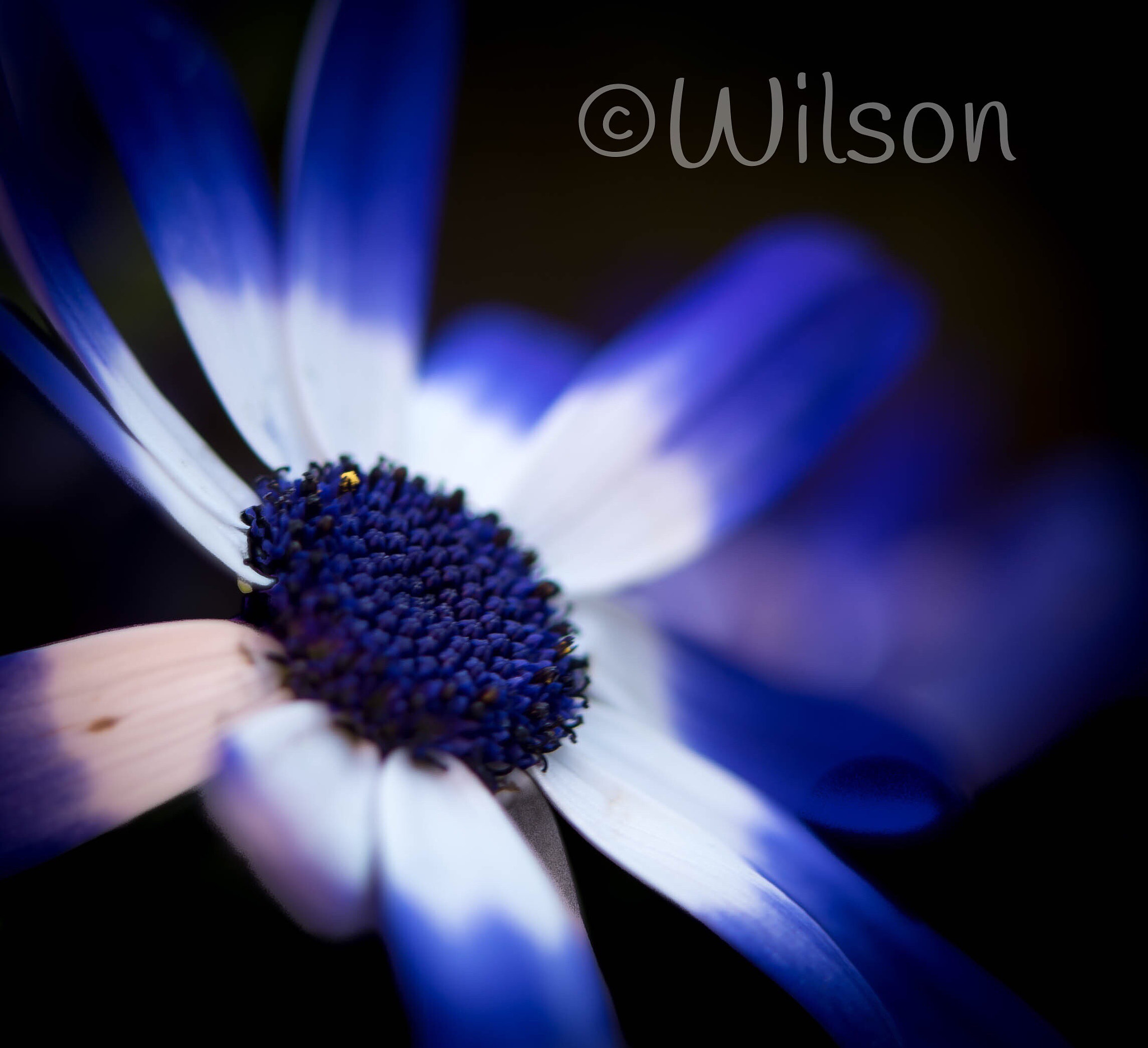 Nikon AF-S DX Micro Nikkor 40mm F2.8 sample photo. Blooming colours beat the blues photography