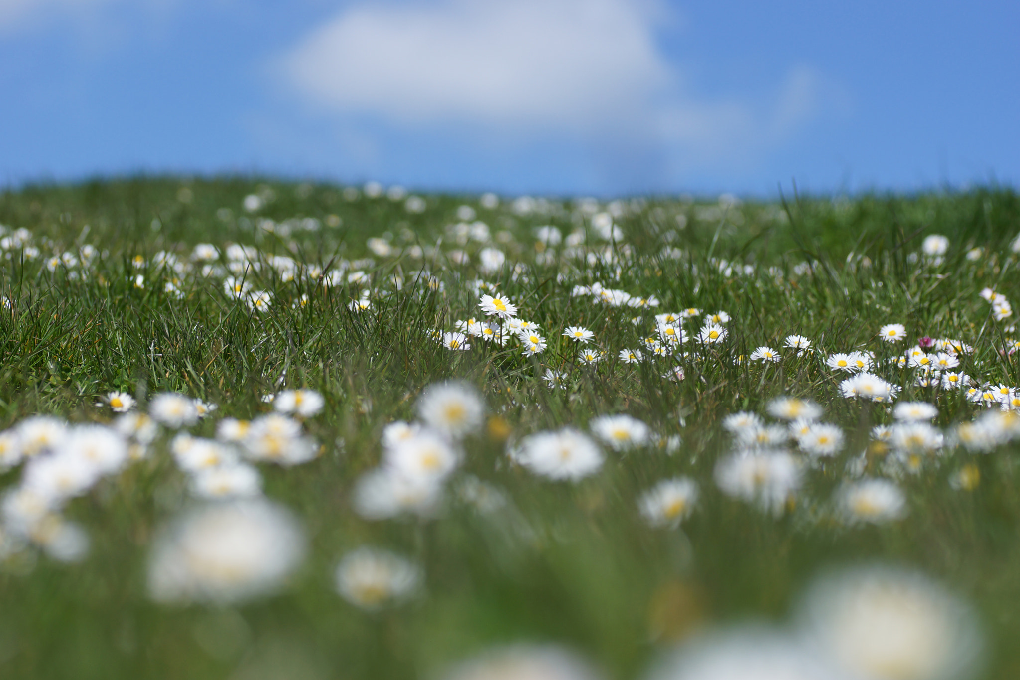 Sony SLT-A65 (SLT-A65V) + Tamron SP AF 90mm F2.8 Di Macro sample photo. Daisies on the hill photography