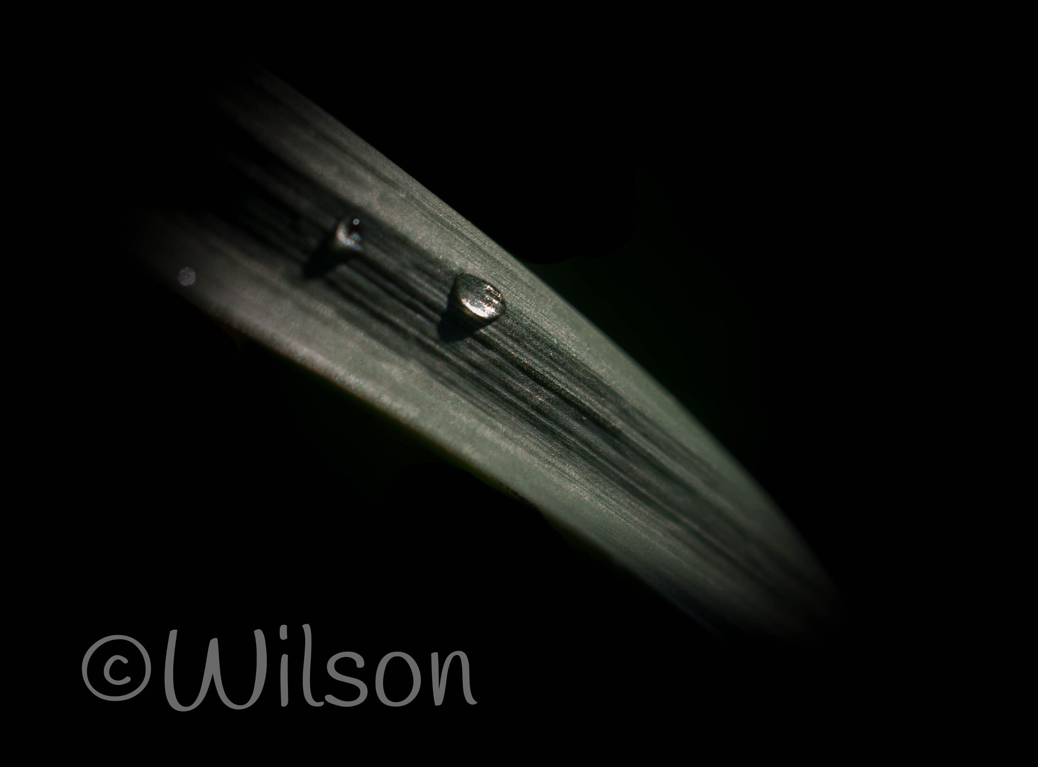 Nikon AF-S DX Micro Nikkor 40mm F2.8 sample photo. Rain drip drop photography