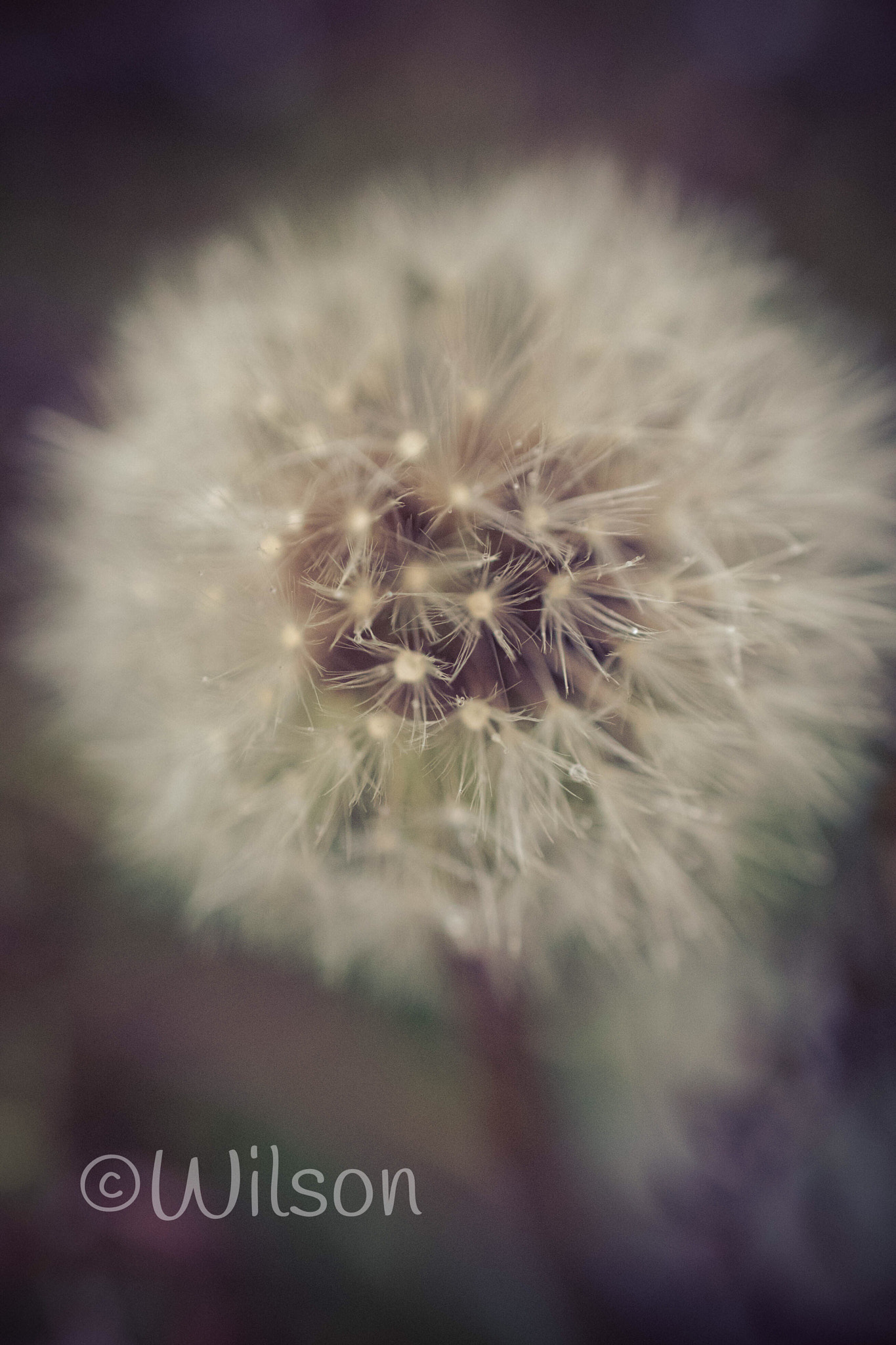 Nikon AF-S DX Micro Nikkor 40mm F2.8 sample photo. Dandelion clock tic tock photography