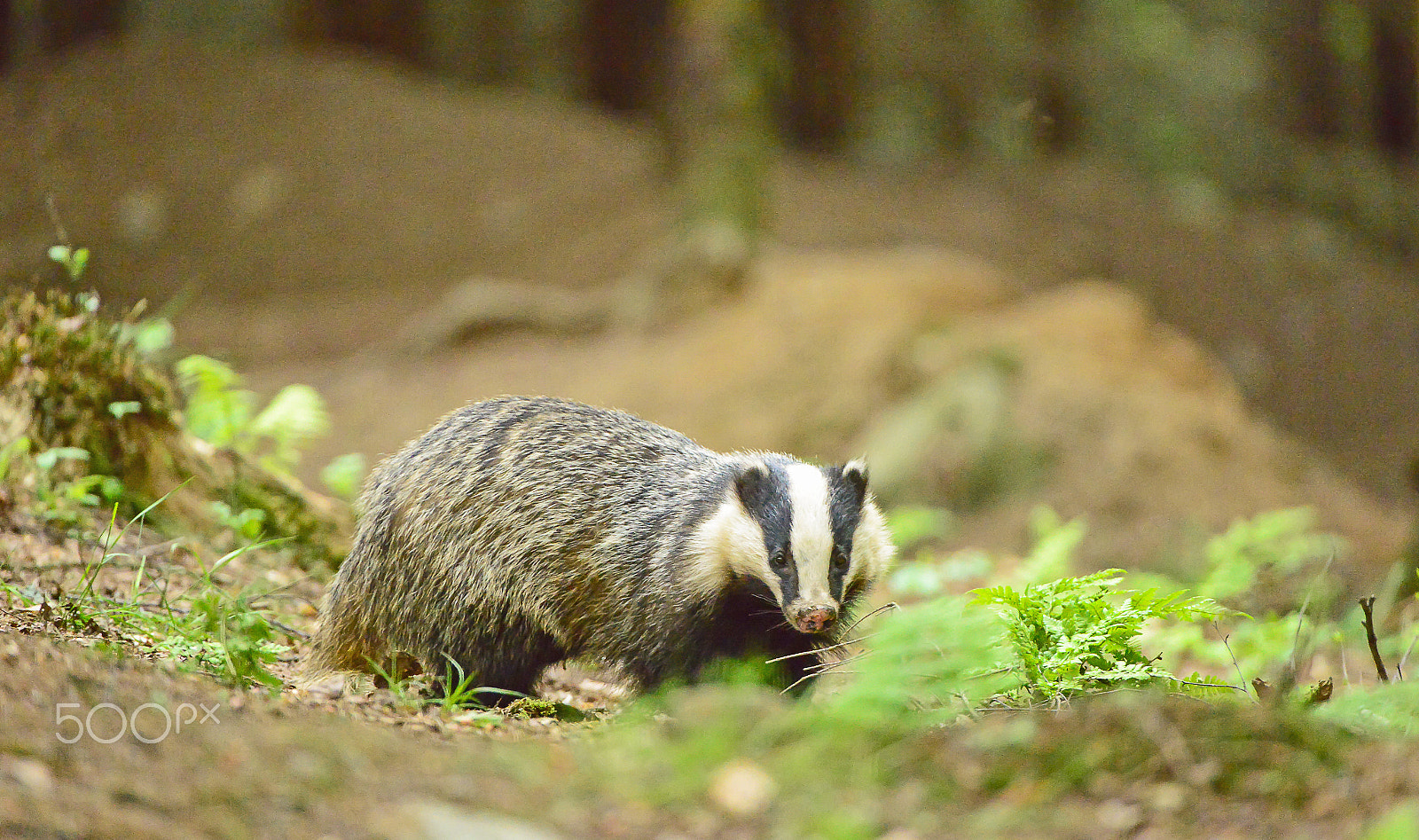 Nikon AF-S Nikkor 200-400mm F4G ED-IF VR sample photo. Badger photography