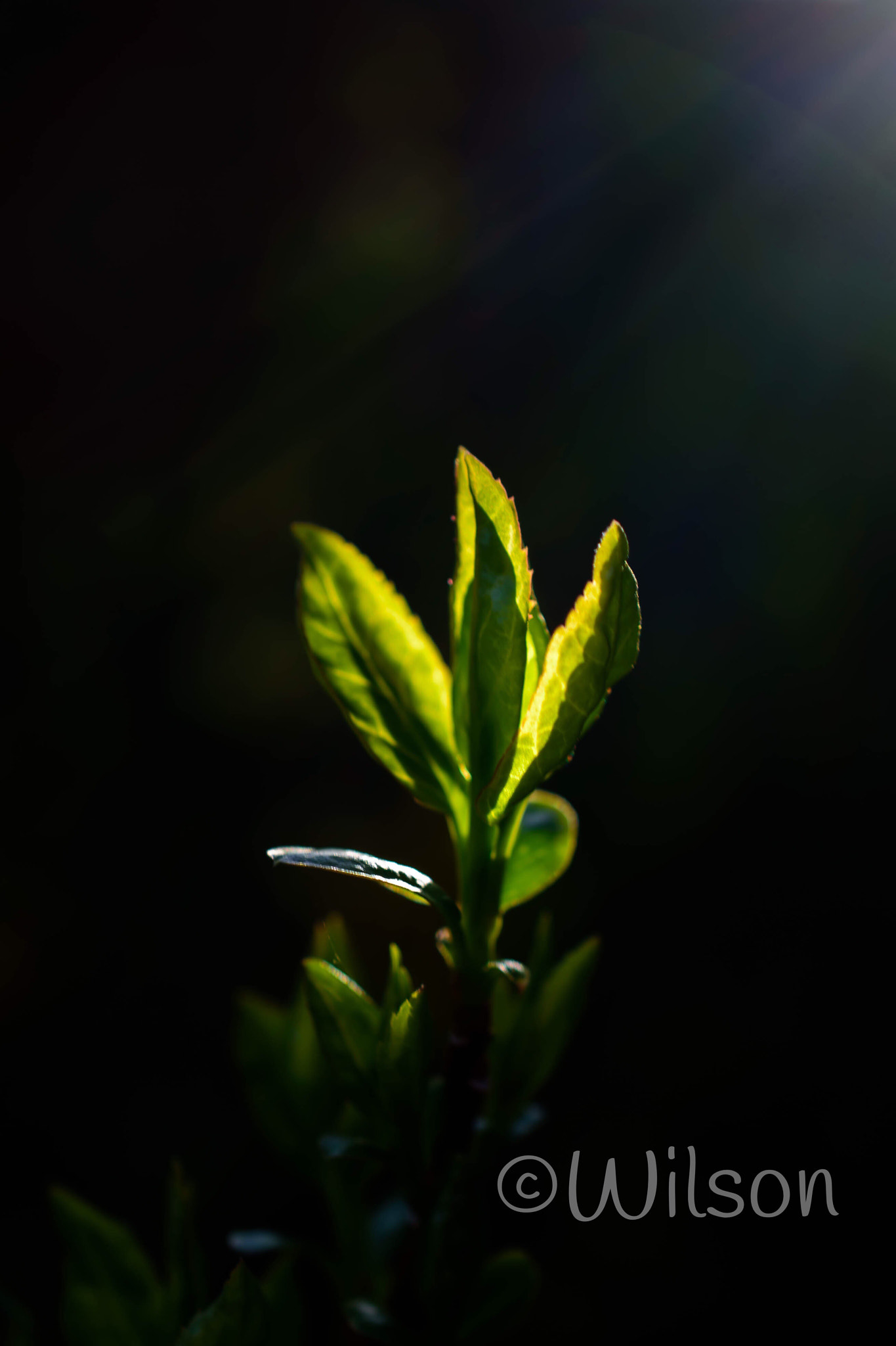 Nikon AF-S DX Micro Nikkor 40mm F2.8 sample photo. Ray of sunlight leaf photography
