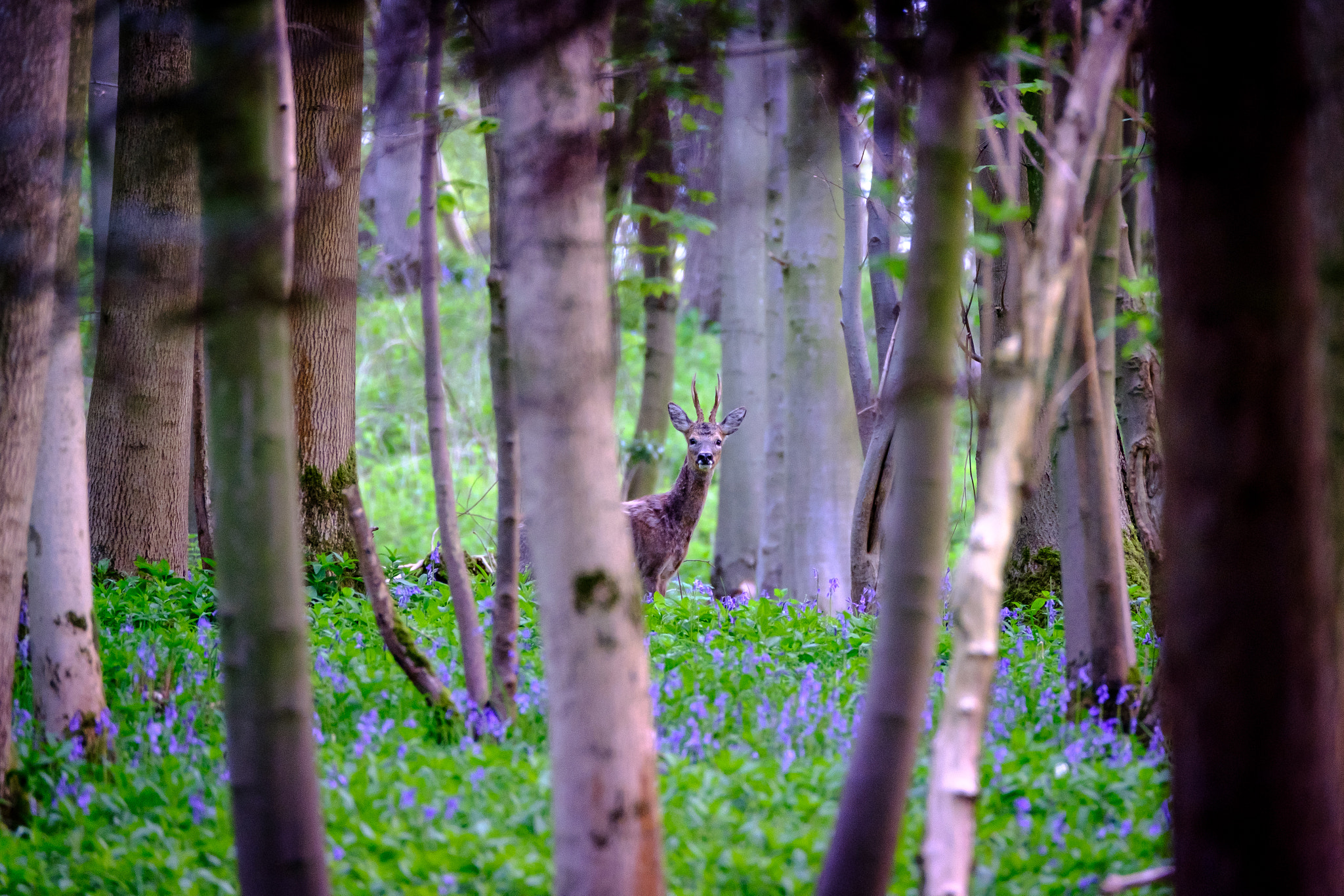 Fujifilm XF 100-400mm F4.5-5.6 R LM OIS WR sample photo. Roe deer photography