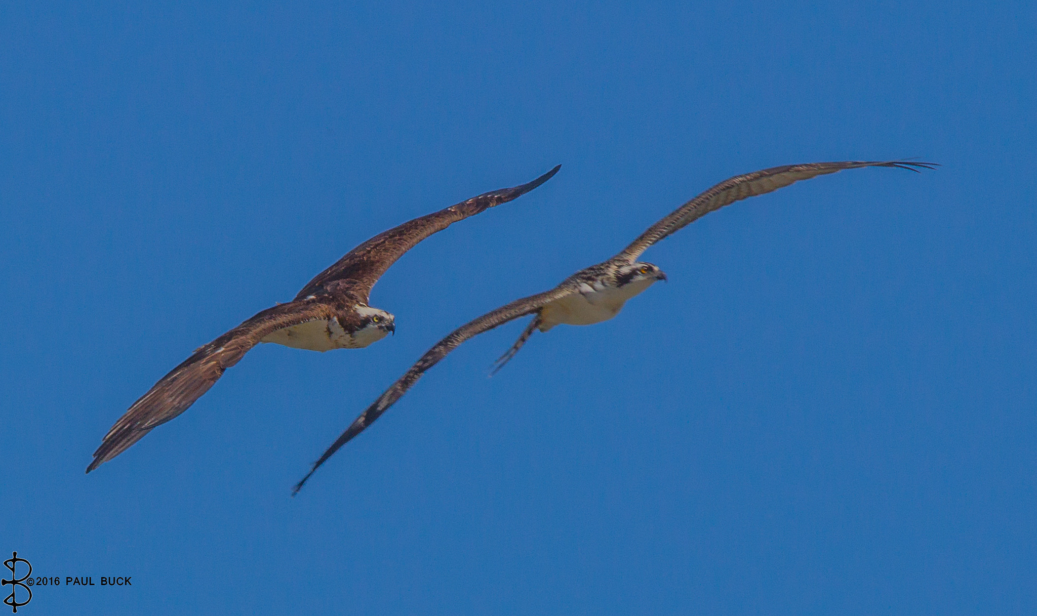 Canon EOS 650D (EOS Rebel T4i / EOS Kiss X6i) + Tamron SP 150-600mm F5-6.3 Di VC USD sample photo. Osprey couple in flight photography