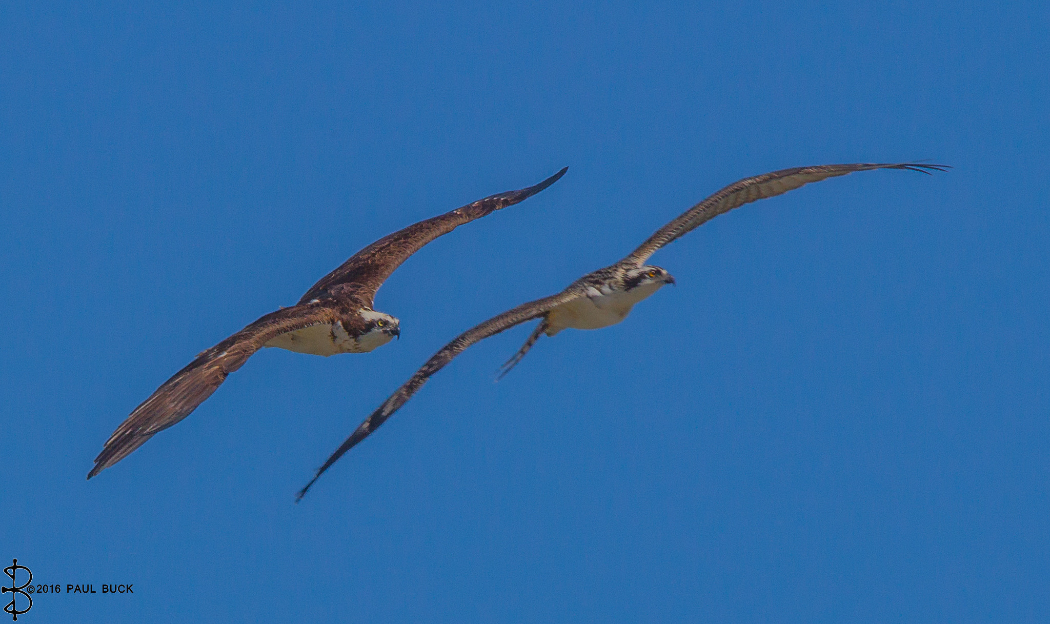 Tamron SP 150-600mm F5-6.3 Di VC USD sample photo. Osprey couple in flight photography