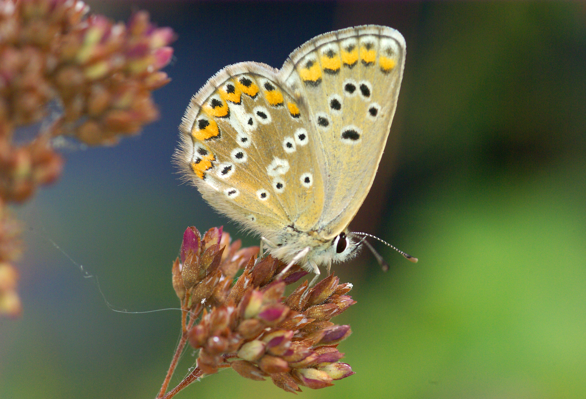 Pentax K10D + smc PENTAX-FA Macro 100mm F2.8 sample photo. Butterfly photography