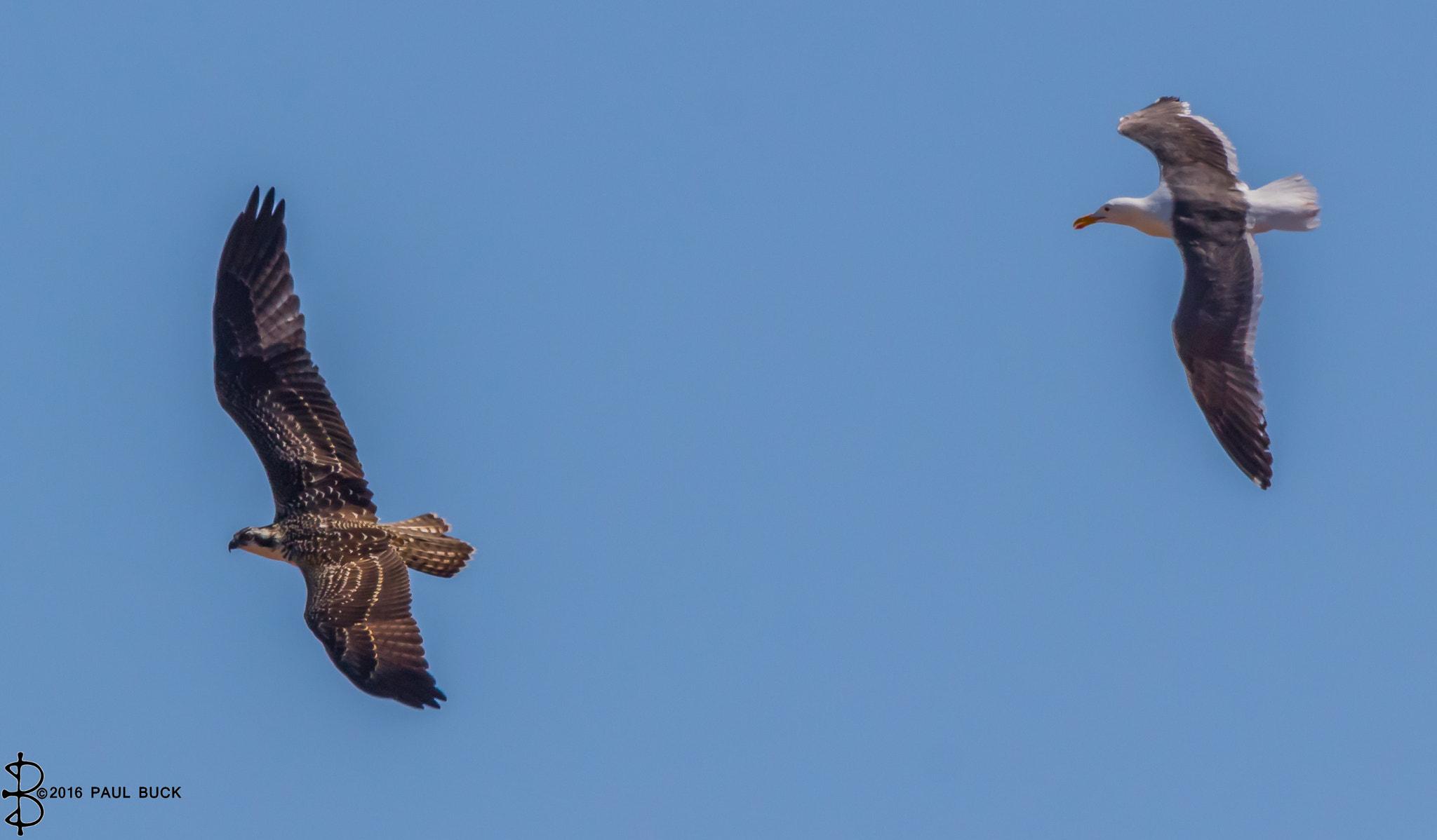 Tamron SP 150-600mm F5-6.3 Di VC USD sample photo. Osprey in flight path of sea gull photography