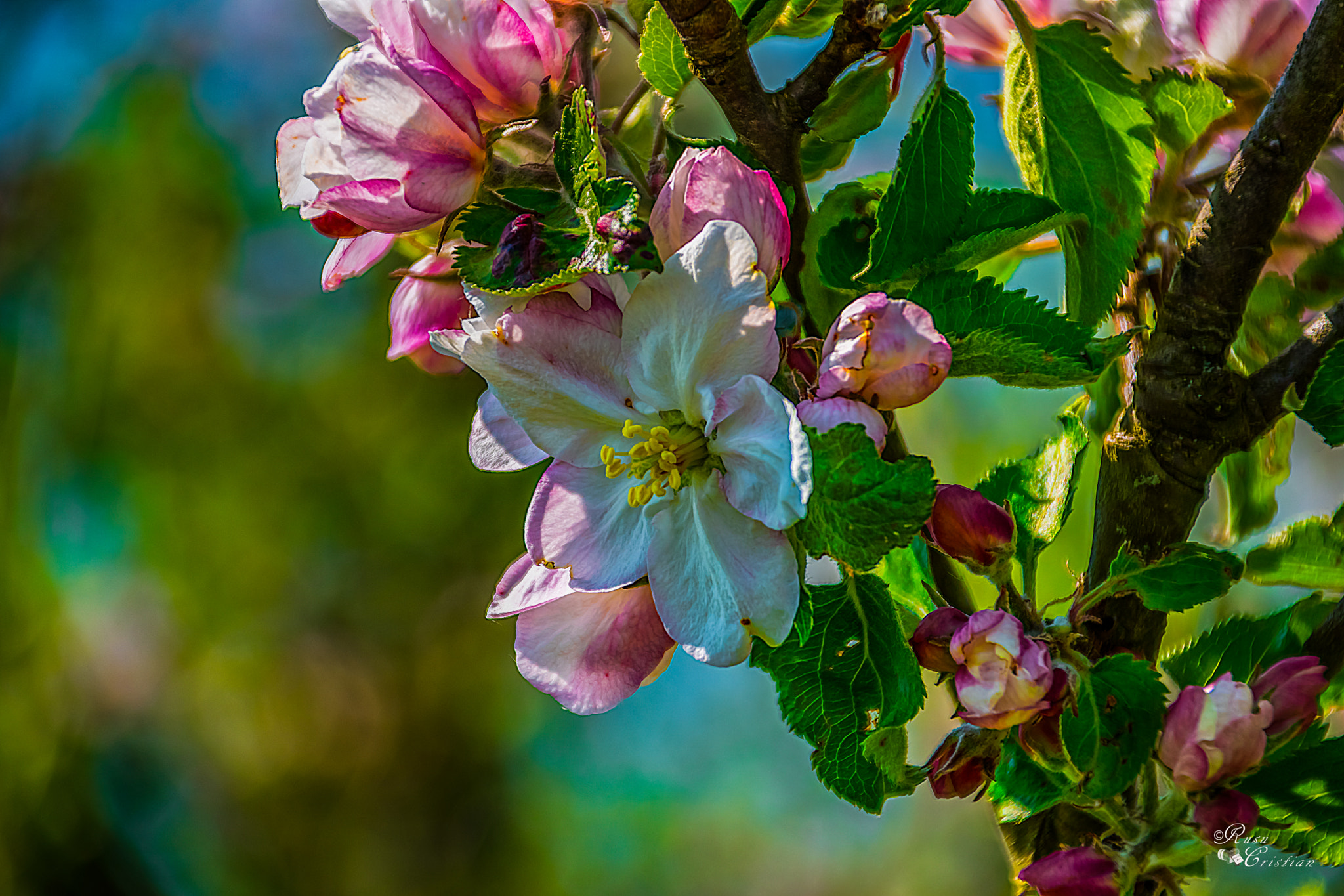 Nikon D5500 + Sigma 28-300mm F3.5-6.3 DG Macro sample photo. Pink apple blossoms photography