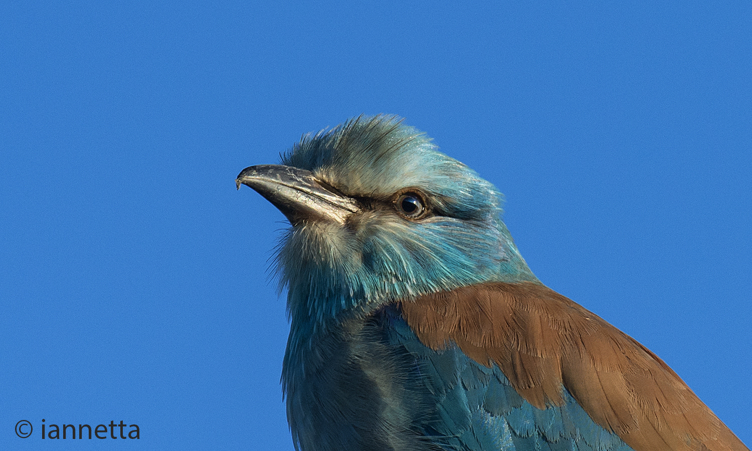 Nikon AF-S Nikkor 400mm F2.8G ED VR II sample photo. Ghiandaia marina photography