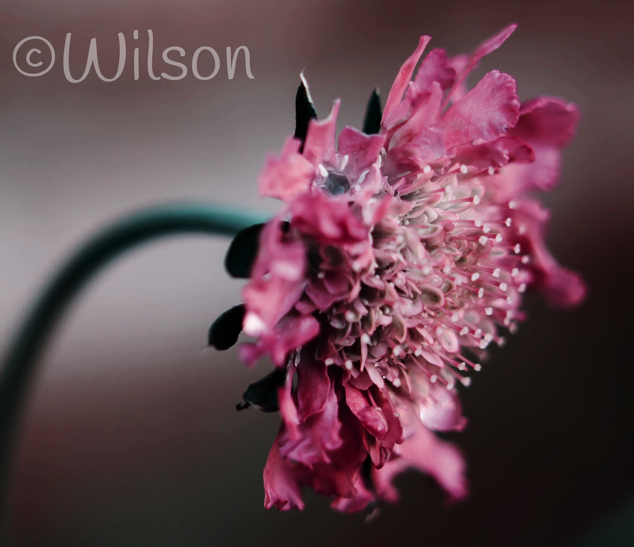 Nikon AF-S DX Micro Nikkor 40mm F2.8 sample photo. In the pink photography