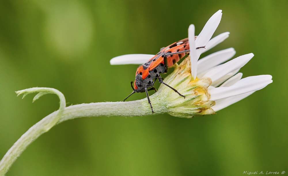 Sony ILCA-77M2 sample photo. Lygaeus aequestris photography