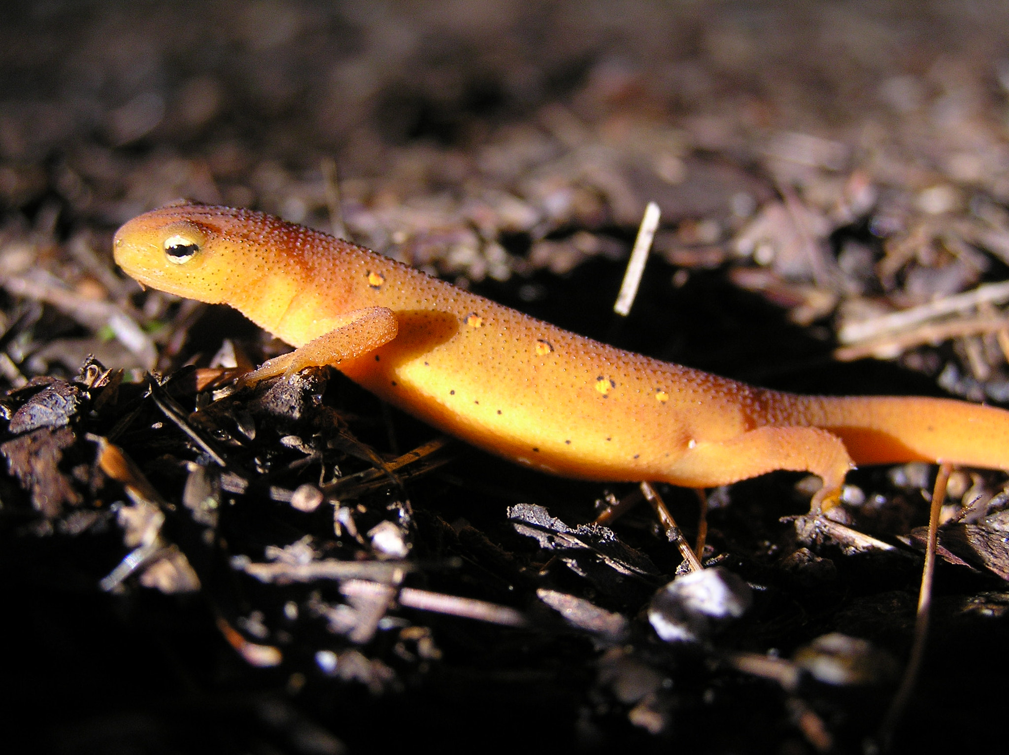Olympus C765UZ sample photo. Red eft catching day's last rays photography