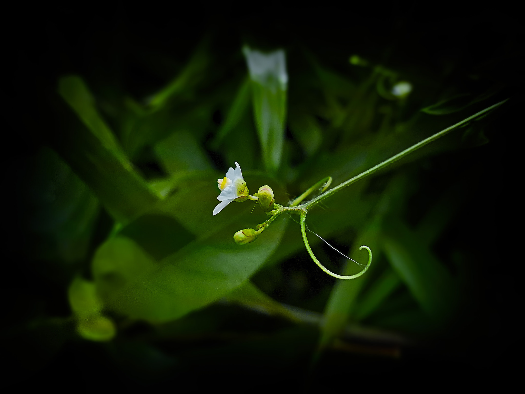 Nikon COOLPIX S3400 sample photo. Macro-wild flower-0286 photography