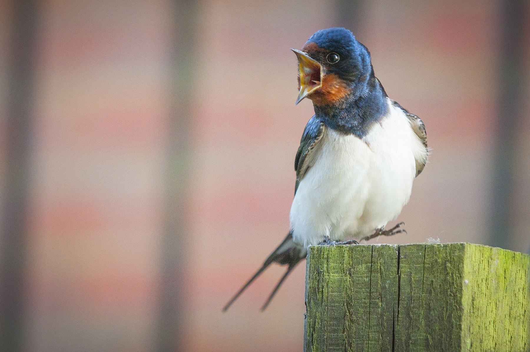 Sigma 70-200mm F2.8 EX DG Macro HSM II sample photo. Swallows photography