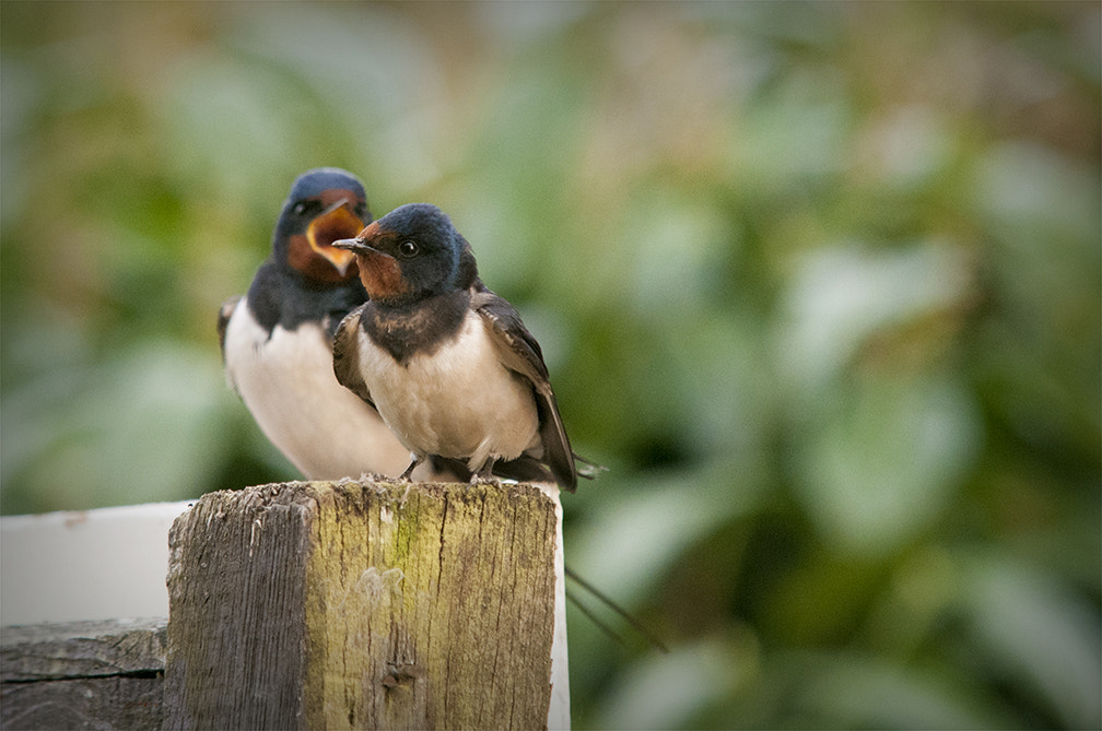 Sigma 70-200mm F2.8 EX DG Macro HSM II sample photo. Swallows photography