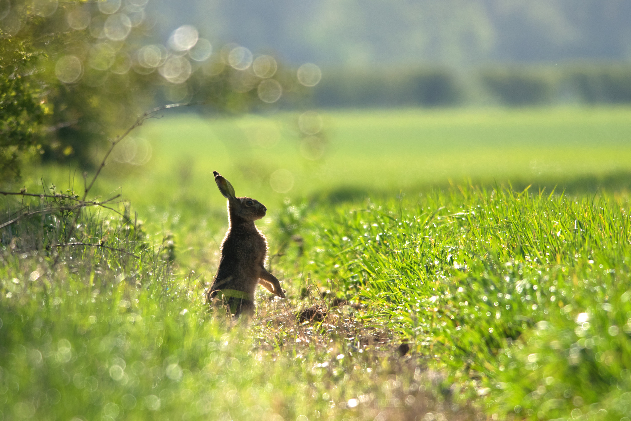 Nikon D5300 + Nikon AF-S Nikkor 300mm F4D ED-IF sample photo. May hare surveys the field photography