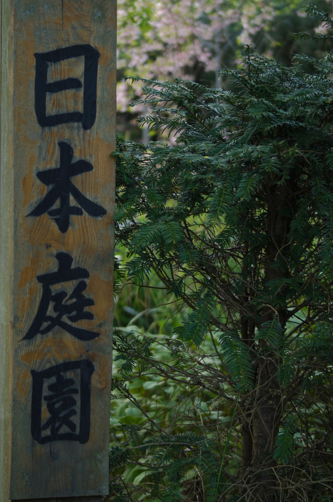 Sony SLT-A35 sample photo. Sony dsc photography