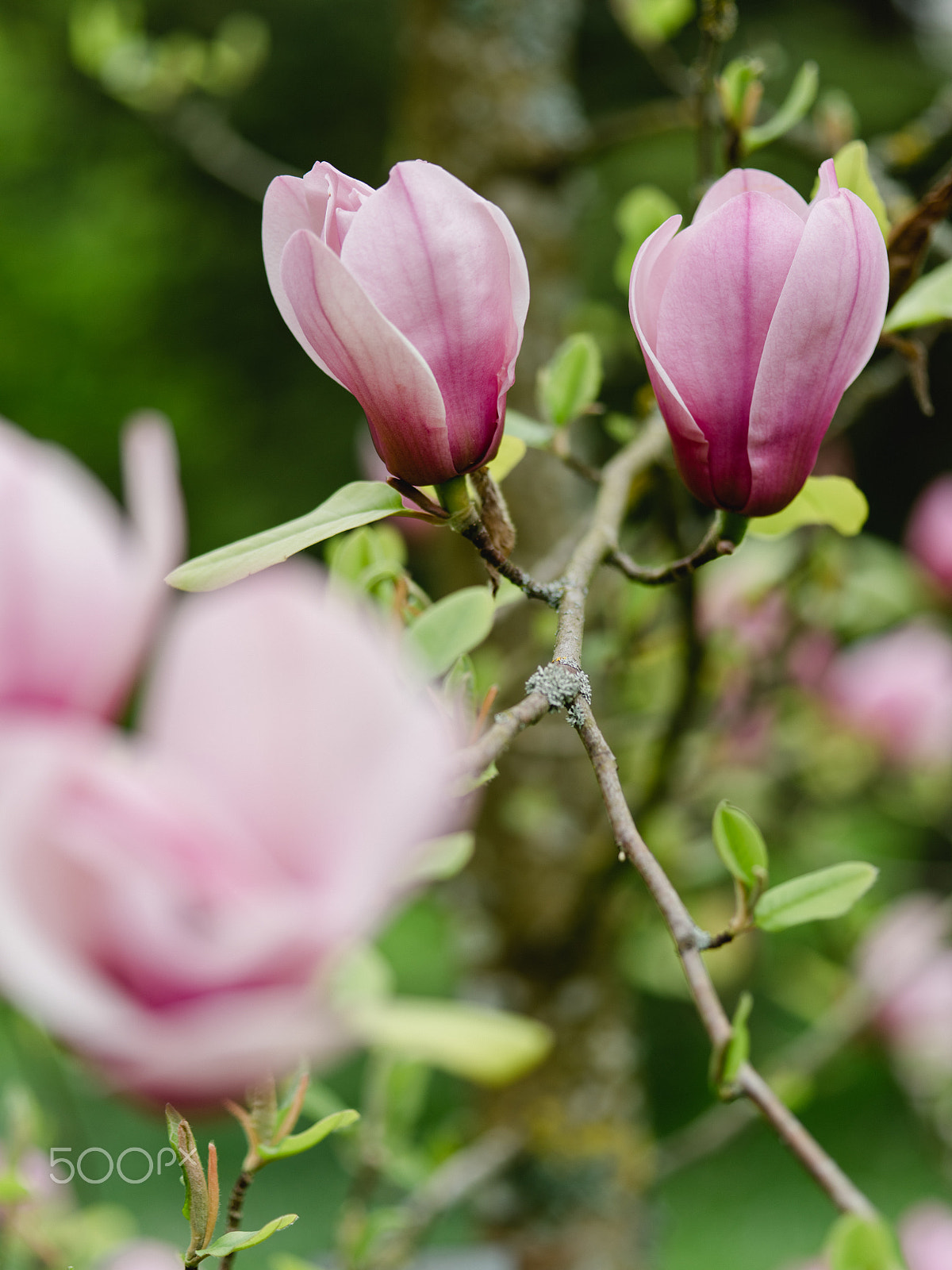 smc PENTAX-FA 645 Macro 120mm F4 sample photo. Wonderful magnolia flowers photography