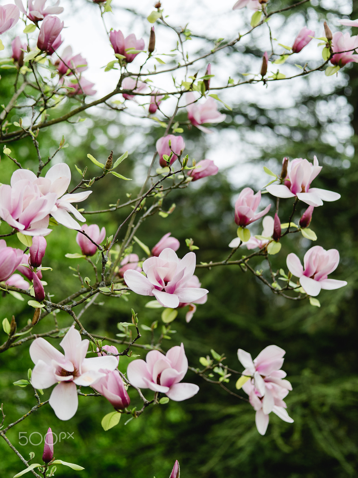 Pentax 645Z sample photo. Wonderful magnolia flowers photography