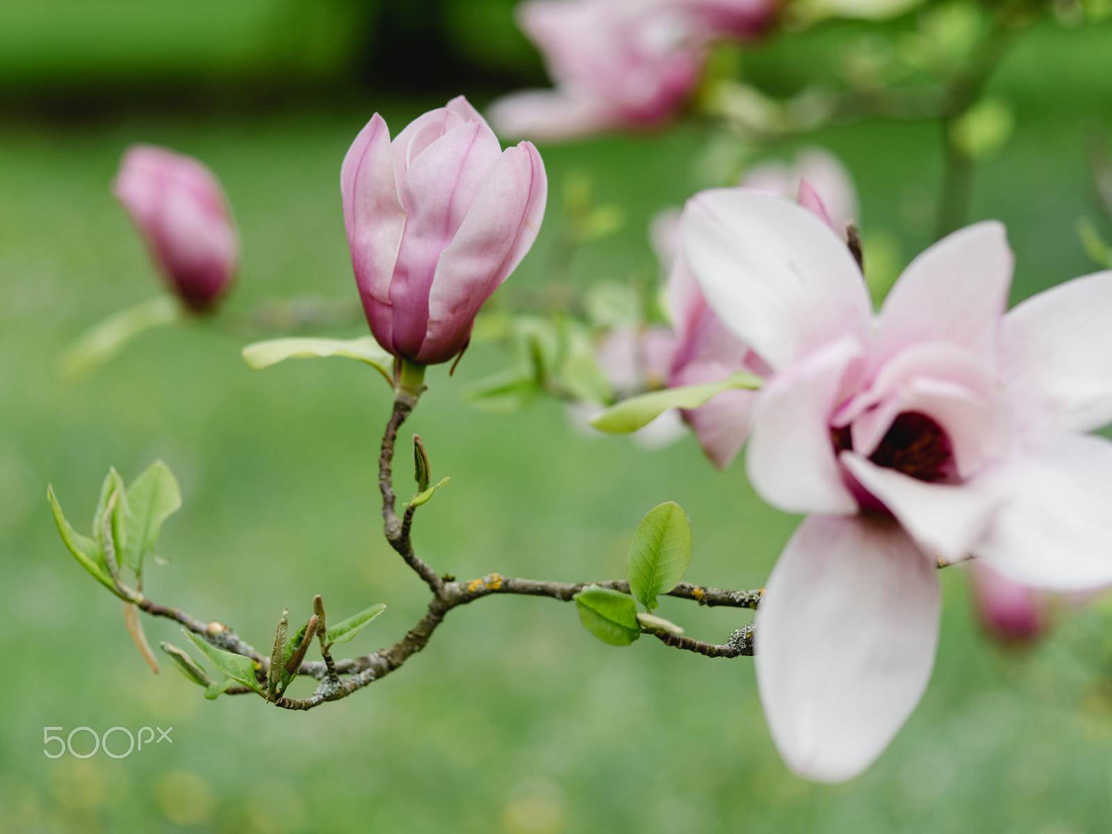 Pentax 645Z sample photo. Wonderful magnolia flowers photography