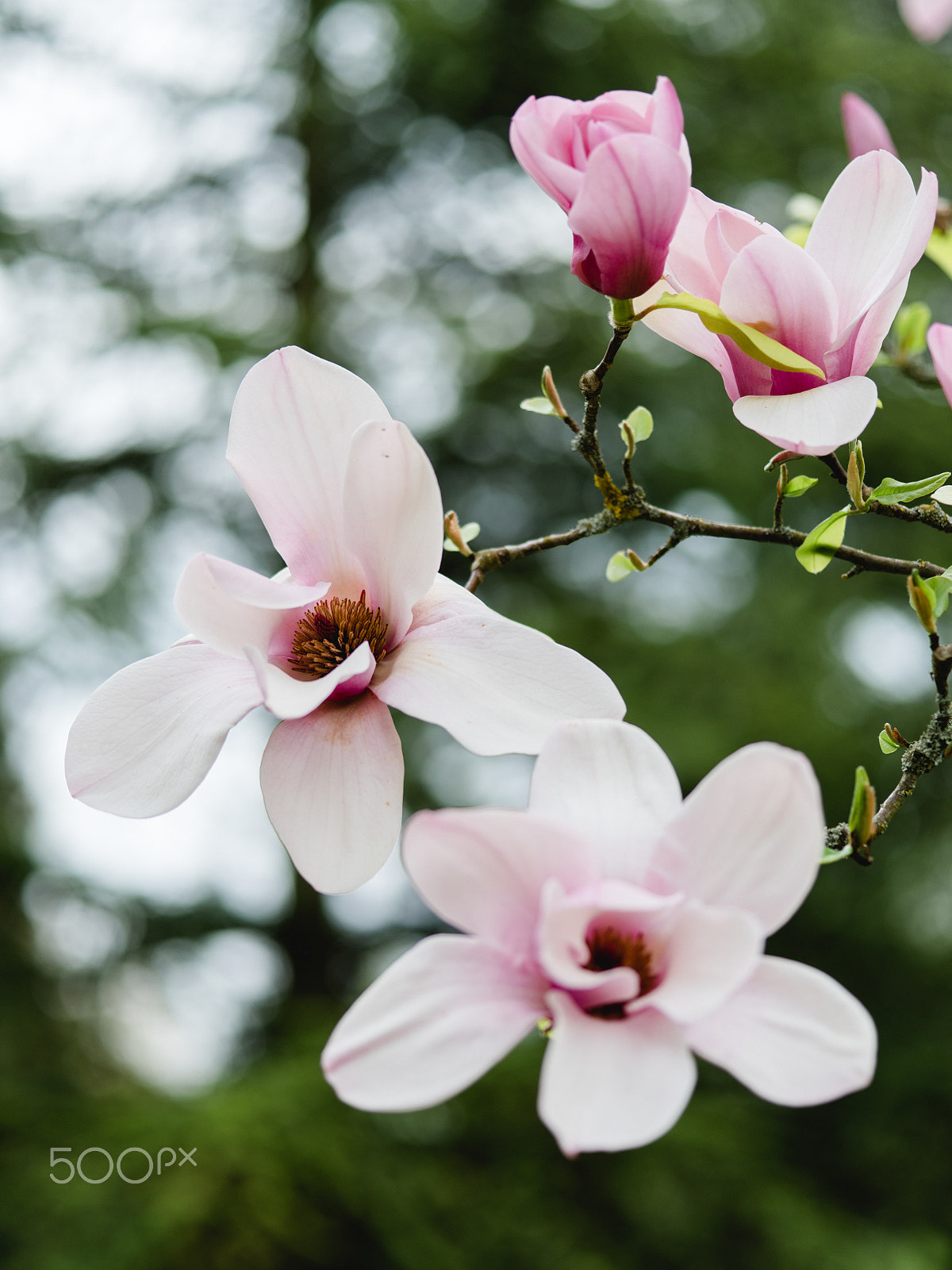 smc PENTAX-FA 645 Macro 120mm F4 sample photo. Wonderful magnolia flowers photography