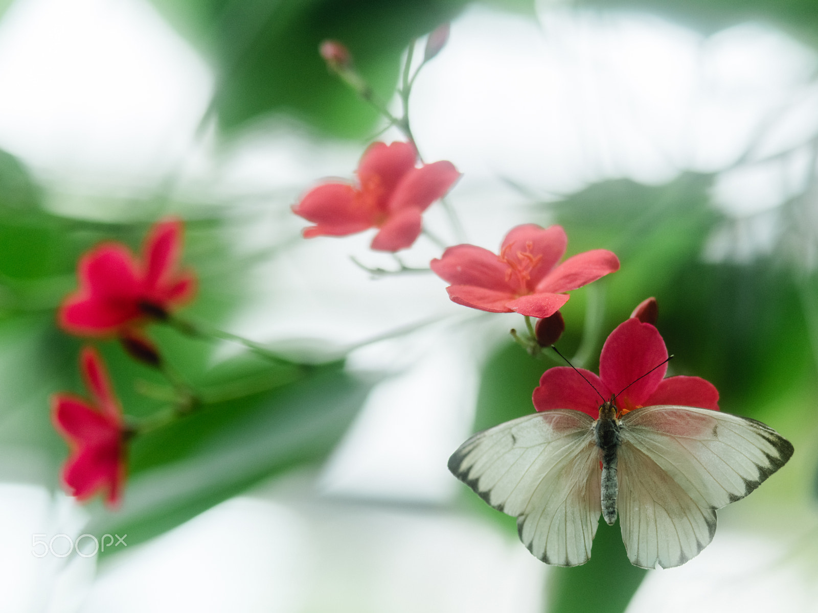 Pentax 645Z sample photo. White butterfly photography