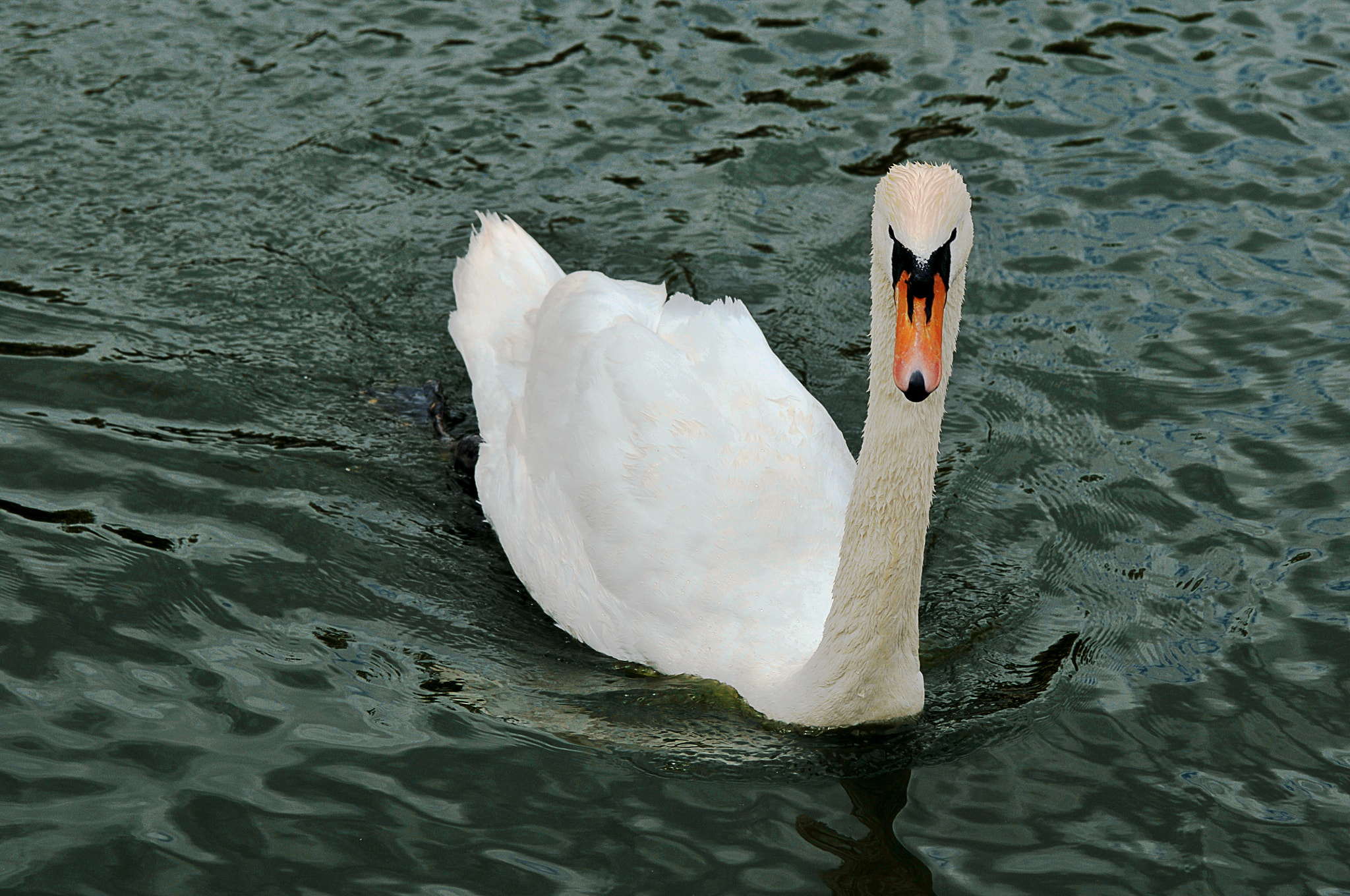 Nikon D300 + AF Micro-Nikkor 105mm f/2.8 sample photo. Белый лебедь photography