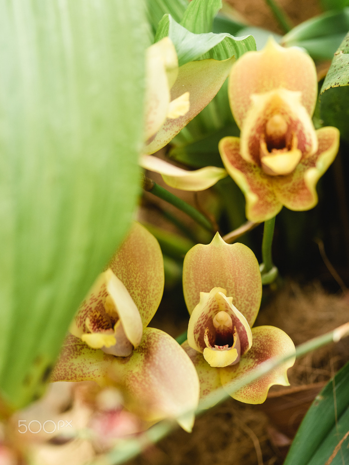 smc PENTAX-FA 645 Macro 120mm F4 sample photo. Wonderful orchid flowers photography