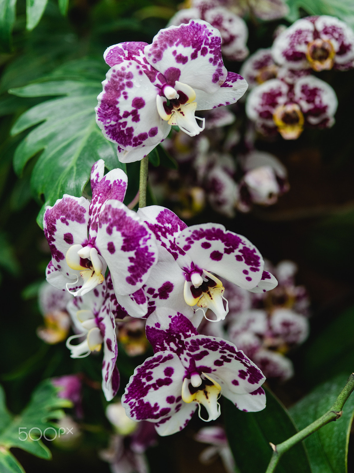 Pentax 645Z + smc PENTAX-FA 645 Macro 120mm F4 sample photo. Wonderful orchid flowers photography