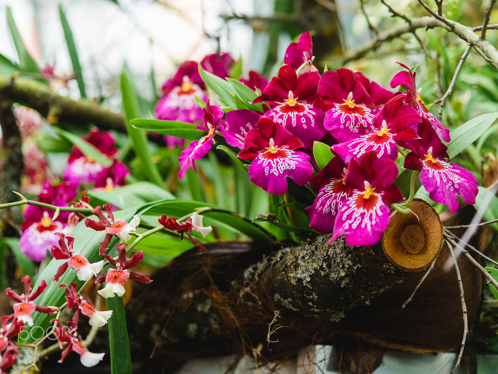 smc PENTAX-FA 645 Macro 120mm F4 sample photo. Wonderful orchid flowers photography